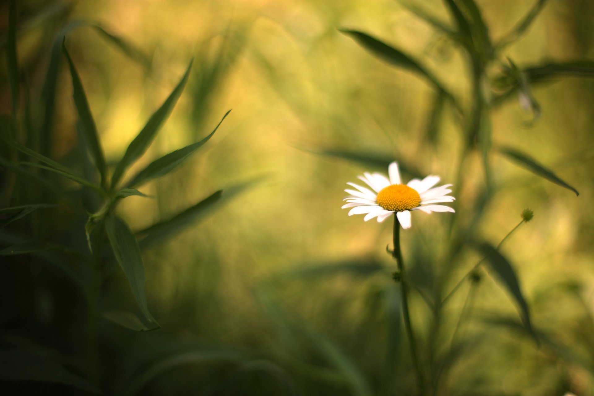 fiori fiore fiore margherita gambo gambo foglie sfocatura sfondo carta da parati widescreen schermo intero widescreen widescreen