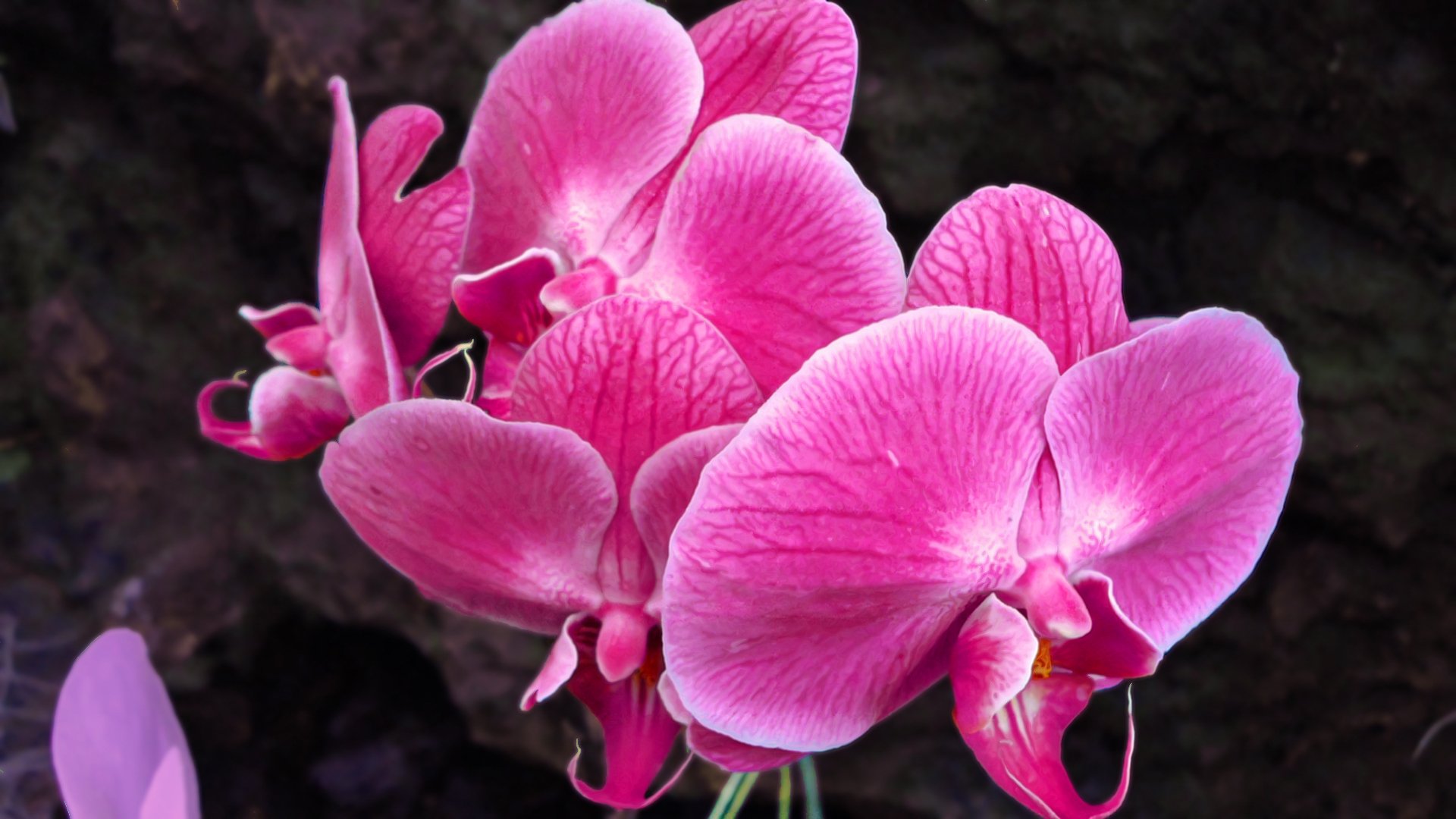 orquídea rosa flor