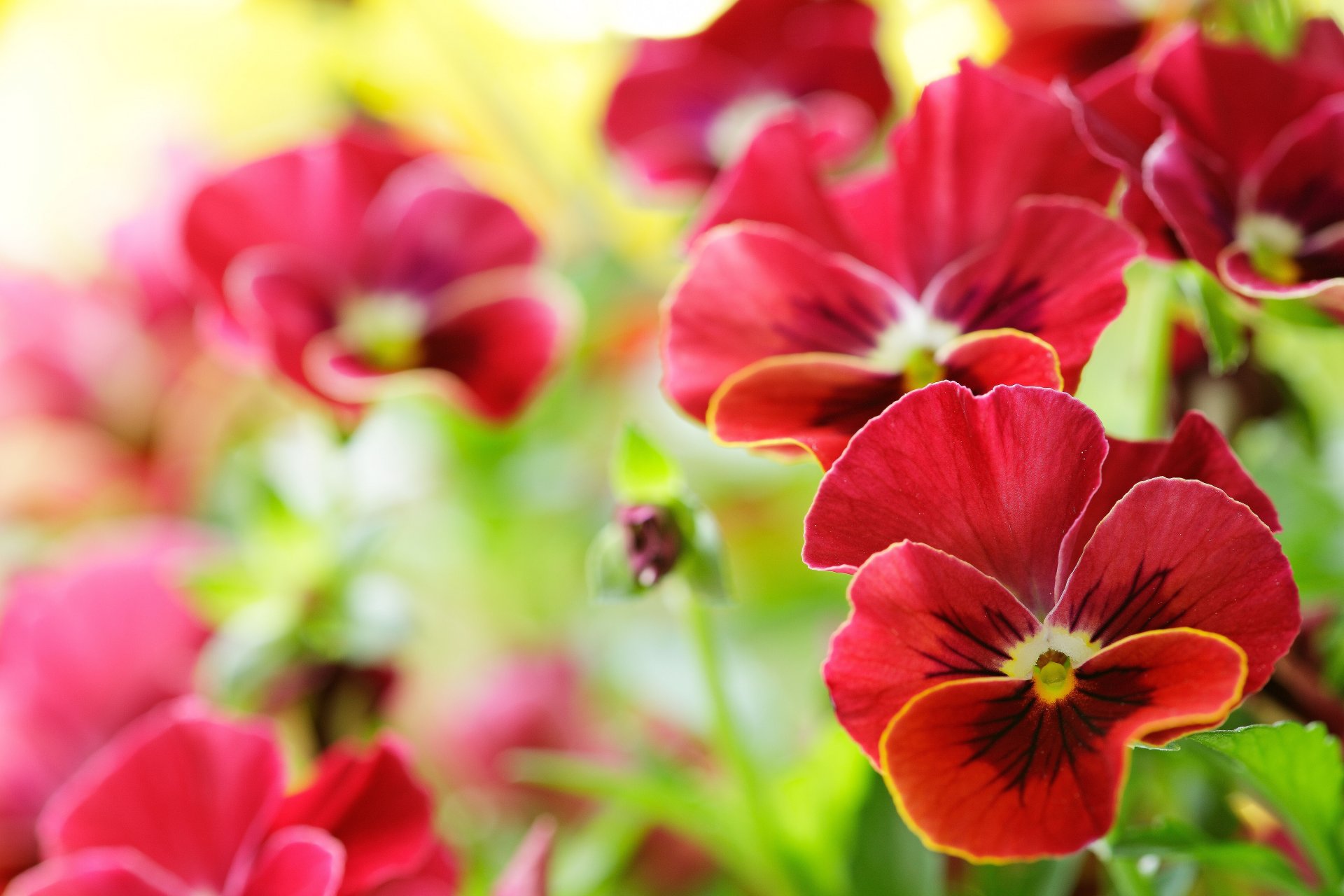 viola pansy flower close up