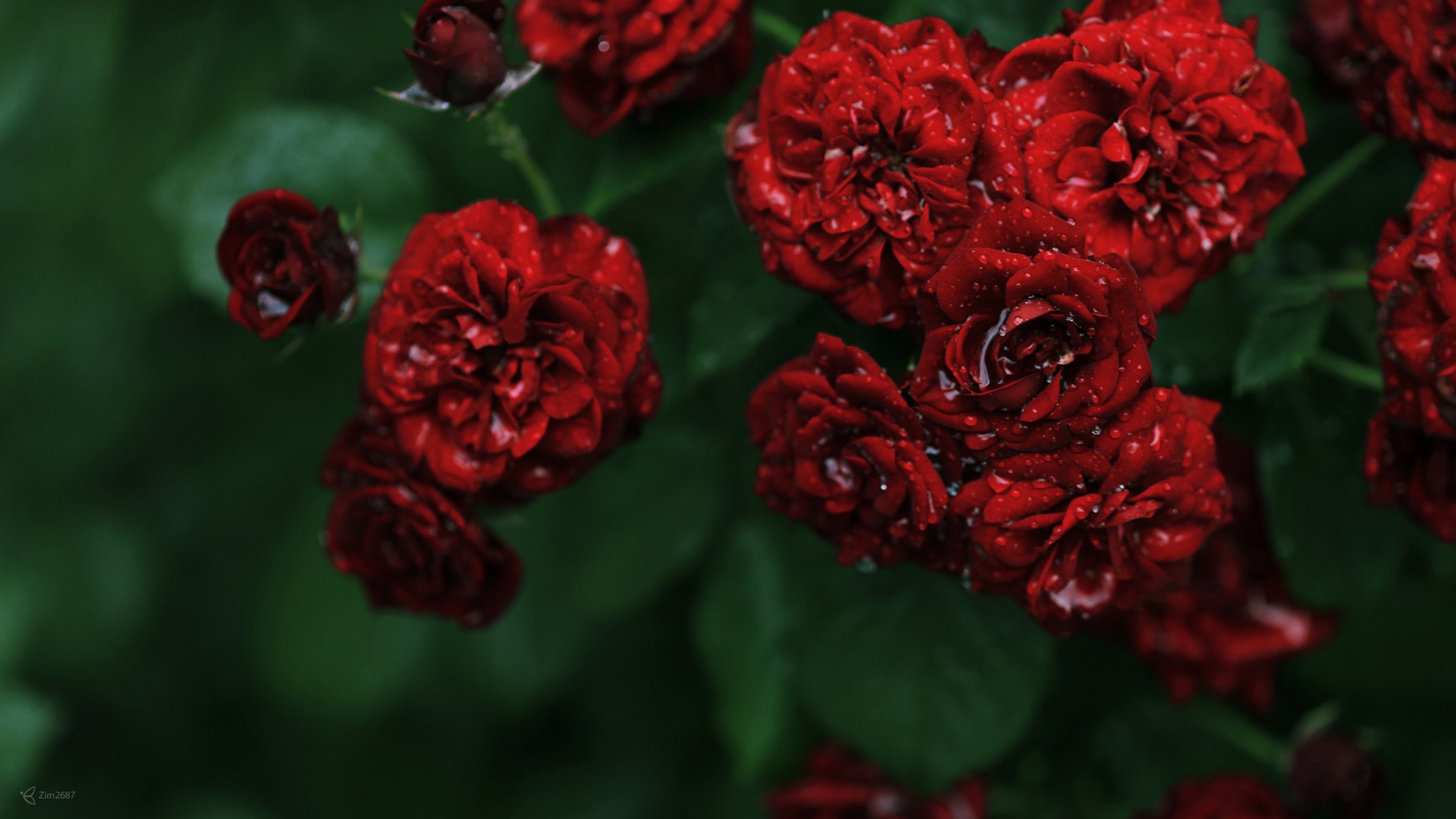 flores rosas rosas rojo pequeño arbusto rocío gotas agua