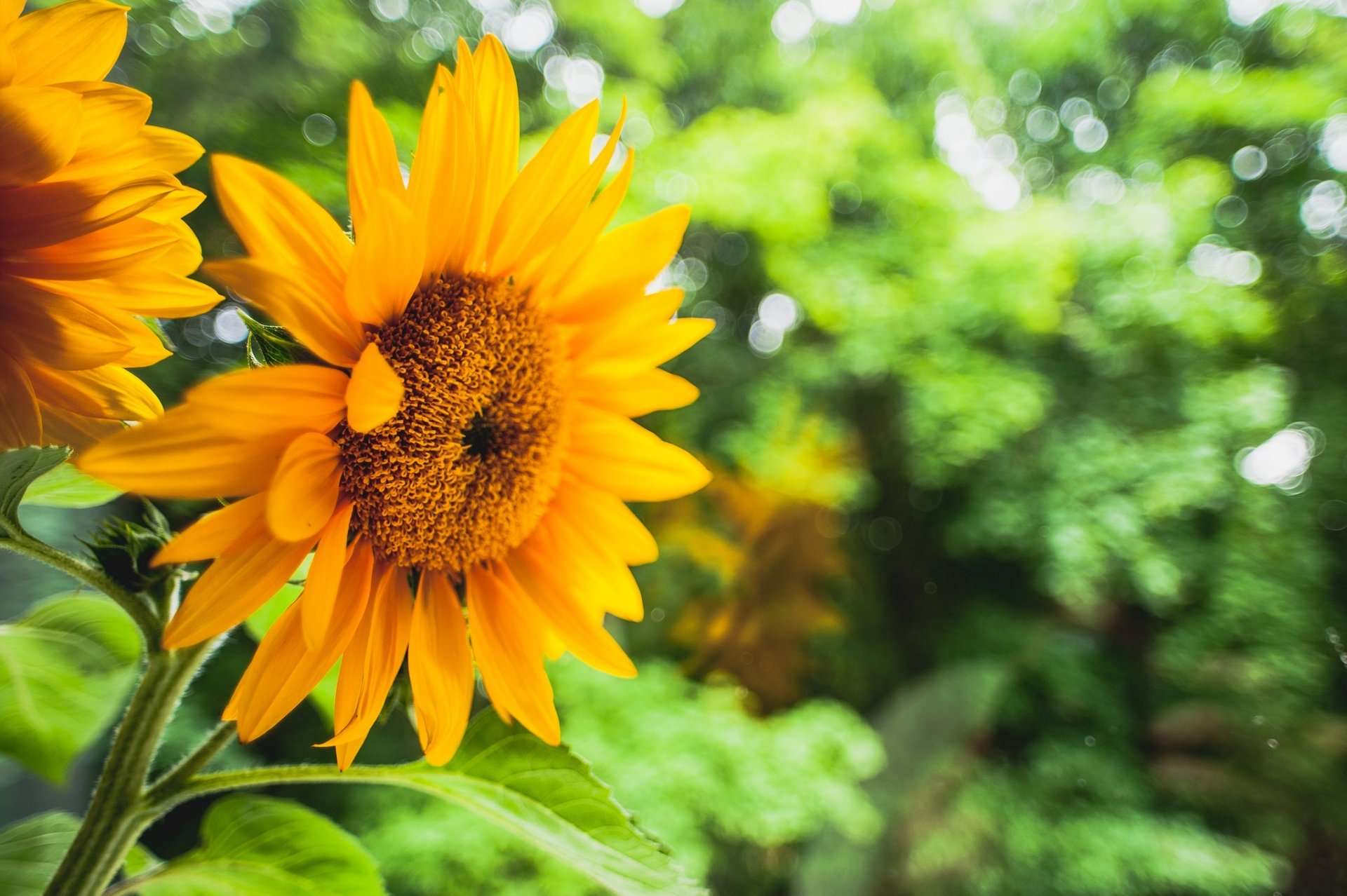 girasole giallo fiori fiore foglie verde sfondo sfocatura