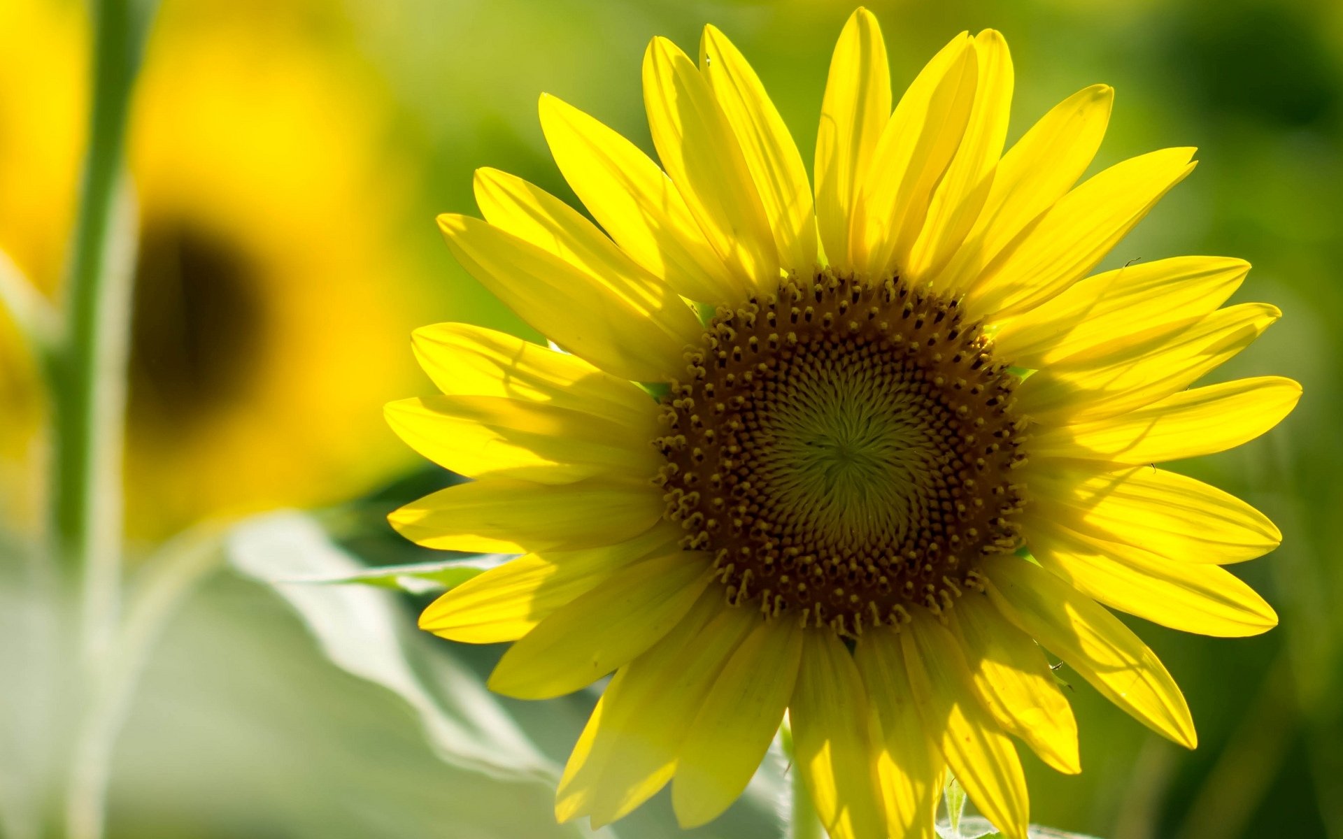 flowers flower flower daisy yellow petals field blur background wallpaper widescreen fullscreen widescreen widescreen