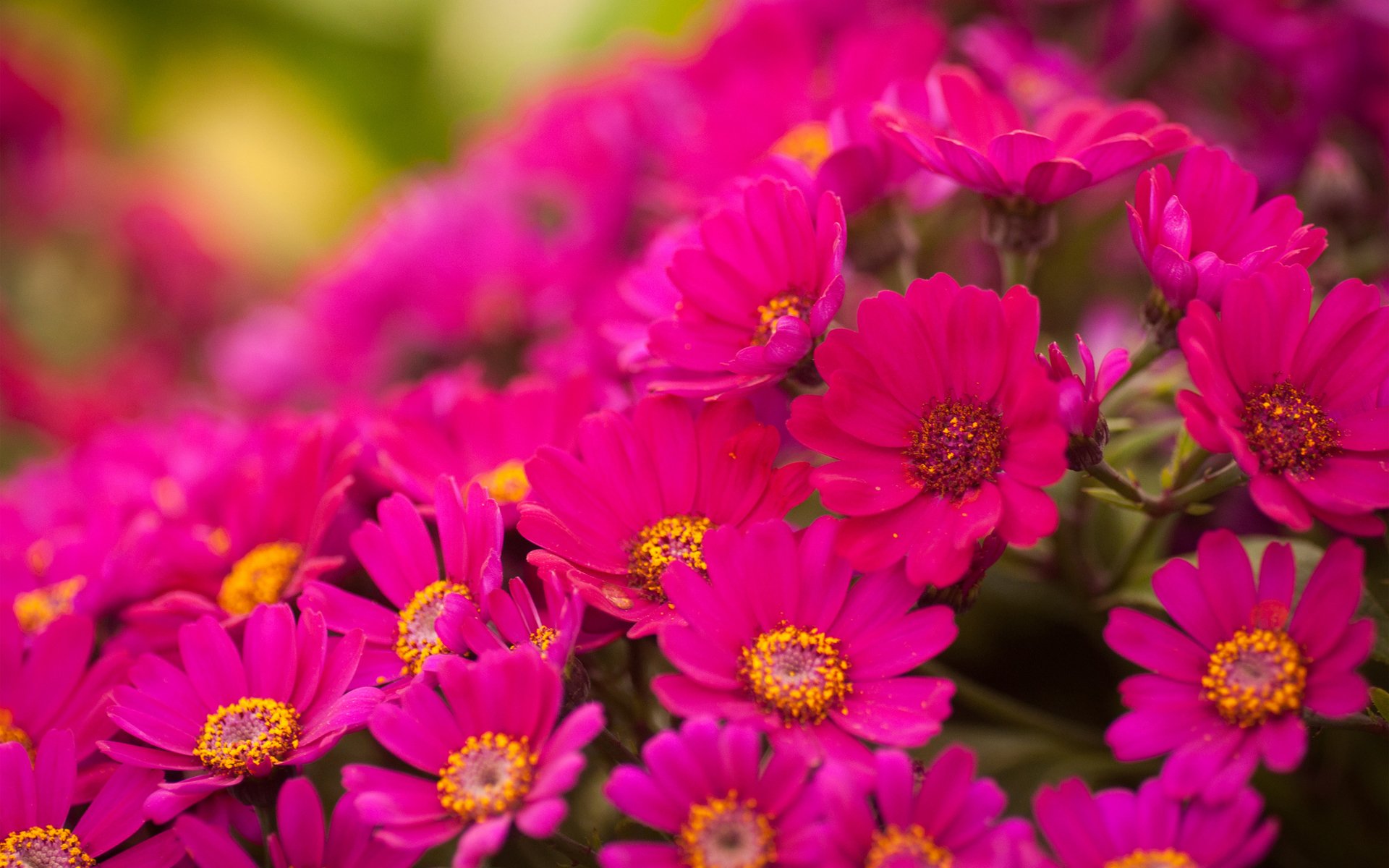 fleurs chrysanthèmes lumineux rose beaucoup