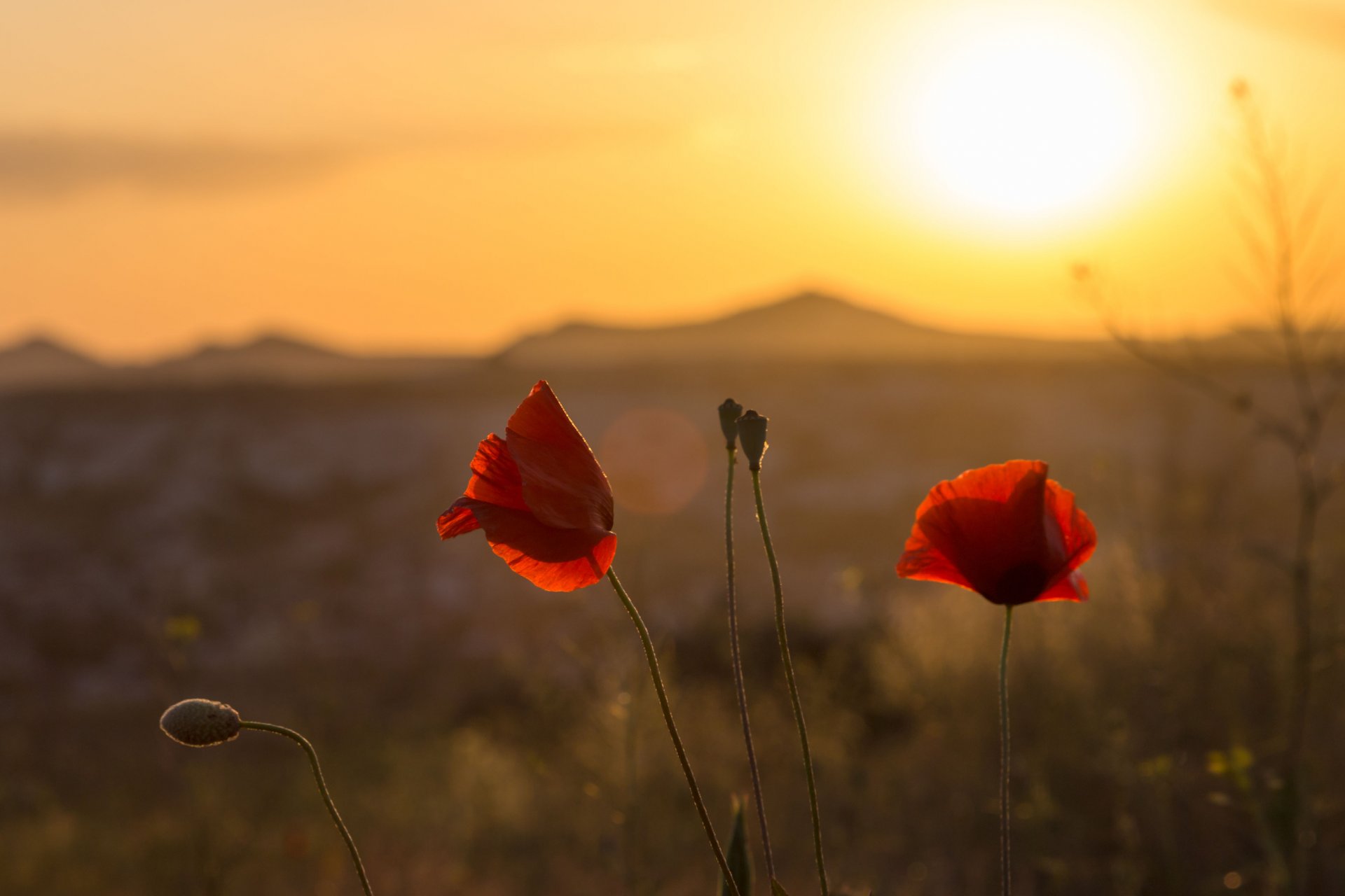 flowers flowers flower poppy plant sun blur background wallpaper widescreen fullscreen widescreen widescreen