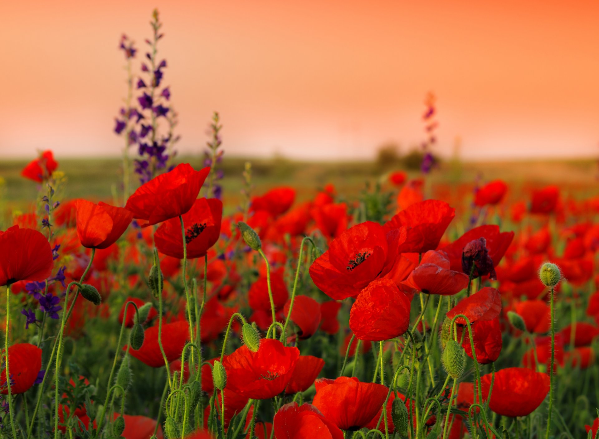 coquelicots fleurs tiges