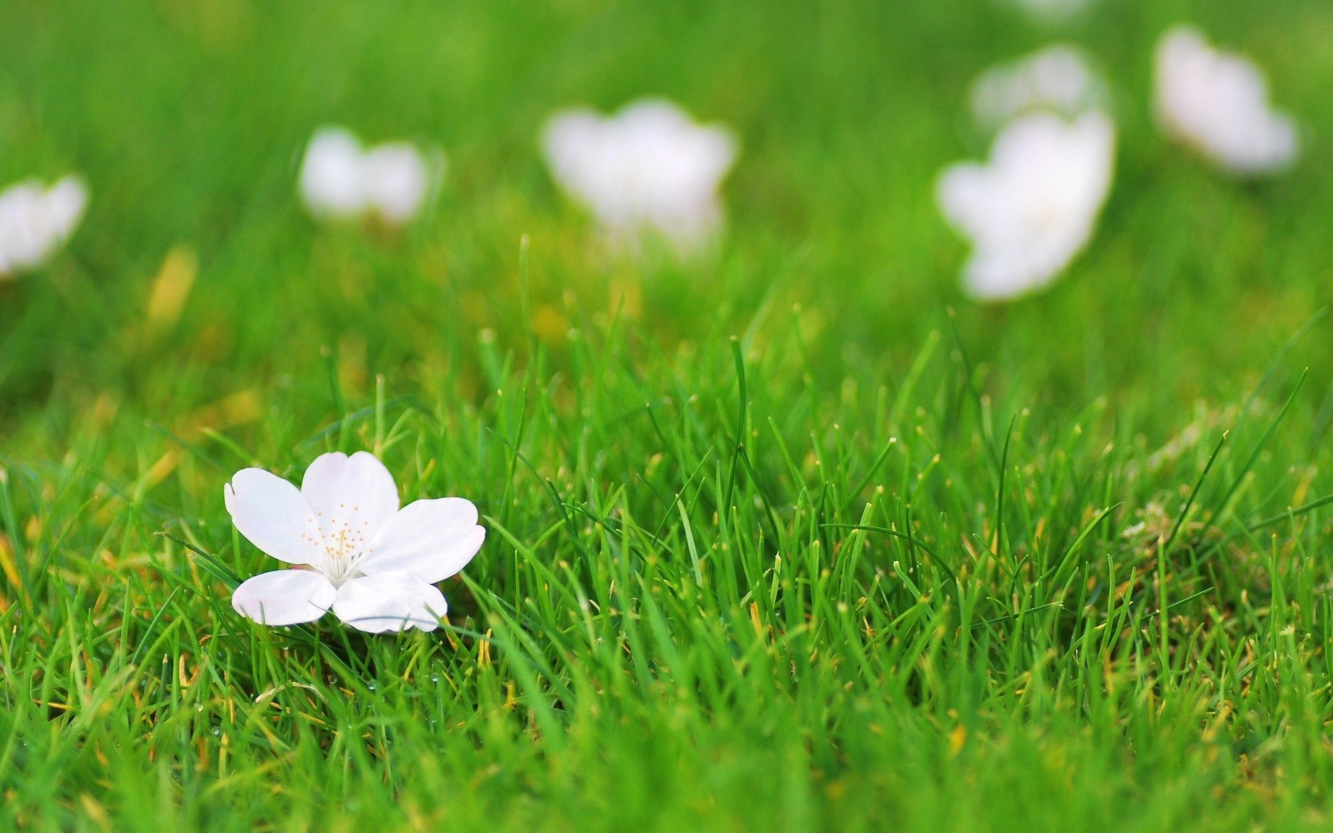 fiori fiore fiorellino bianco erba verde sfondo carta da parati widescreen schermo intero widescreen