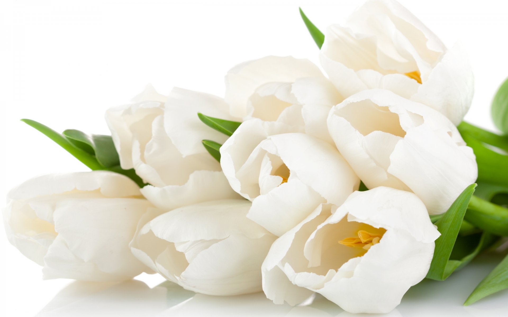 tulips flowers bouquet white petals beauty flower sweet leave