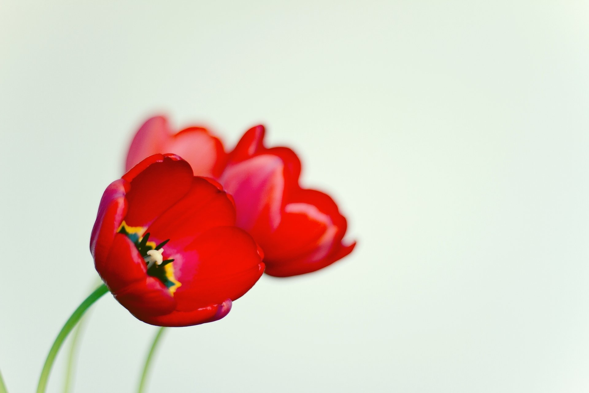 flores flor amapola rojo negro blanco fondo macro papel pintado pantalla ancha pantalla completa pantalla ancha pantalla ancha