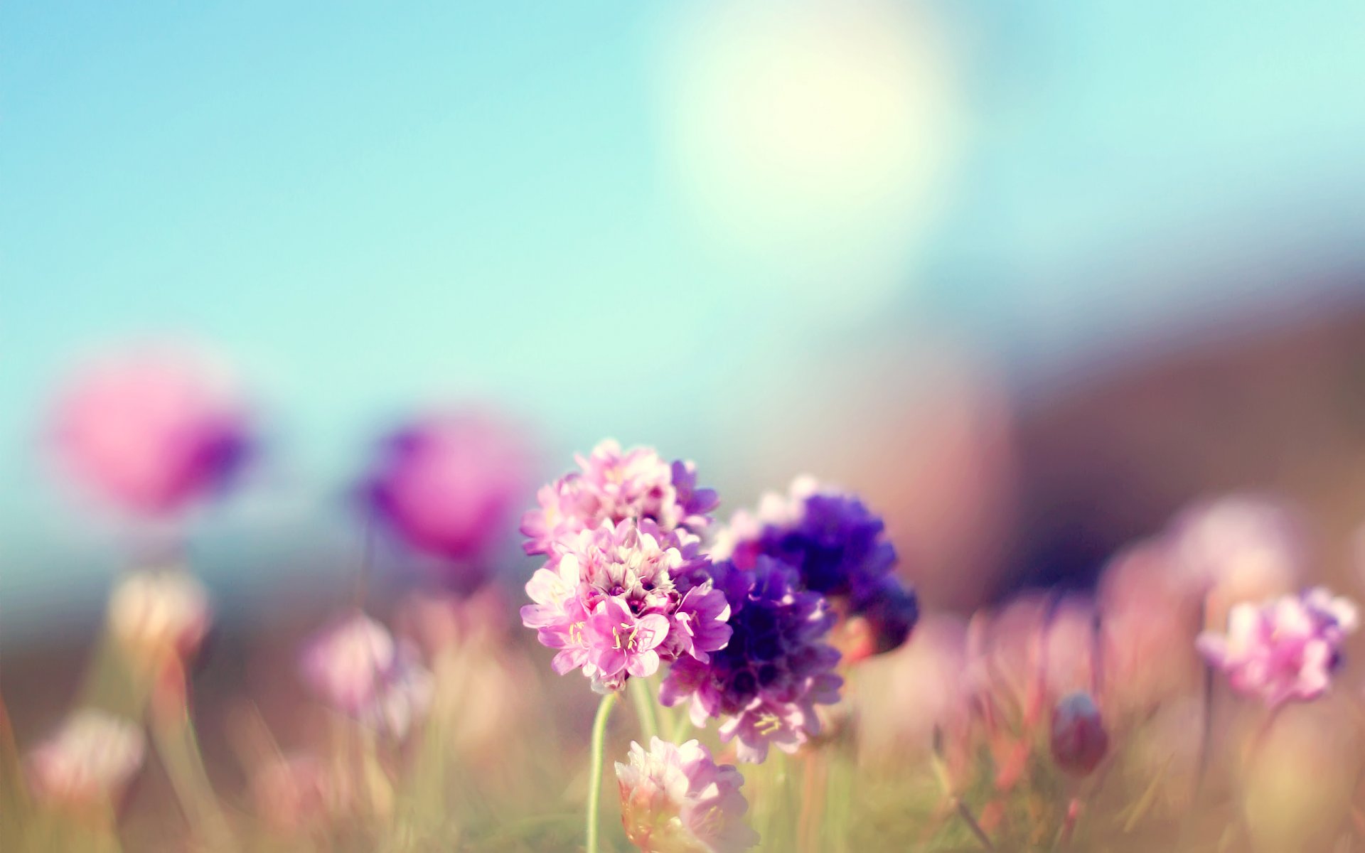 blumen feld feld sonnig sommer rosa fokus