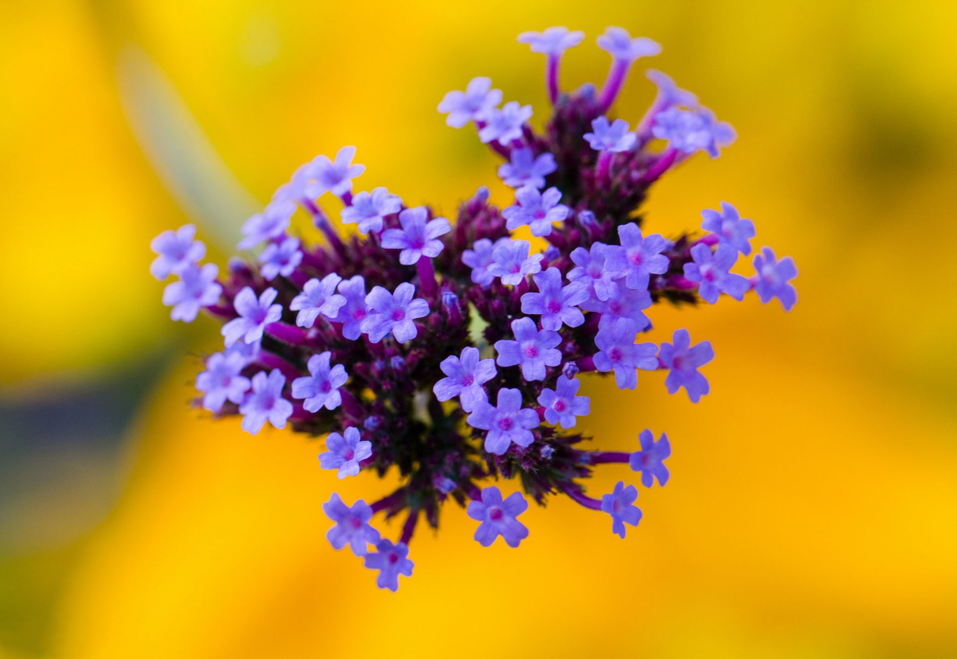 blumen flieder blütenstand gelber hintergrund