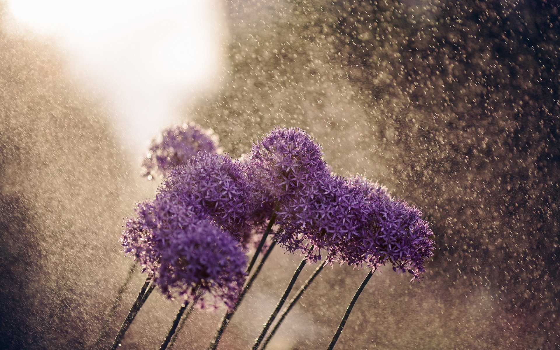 flower rain nature