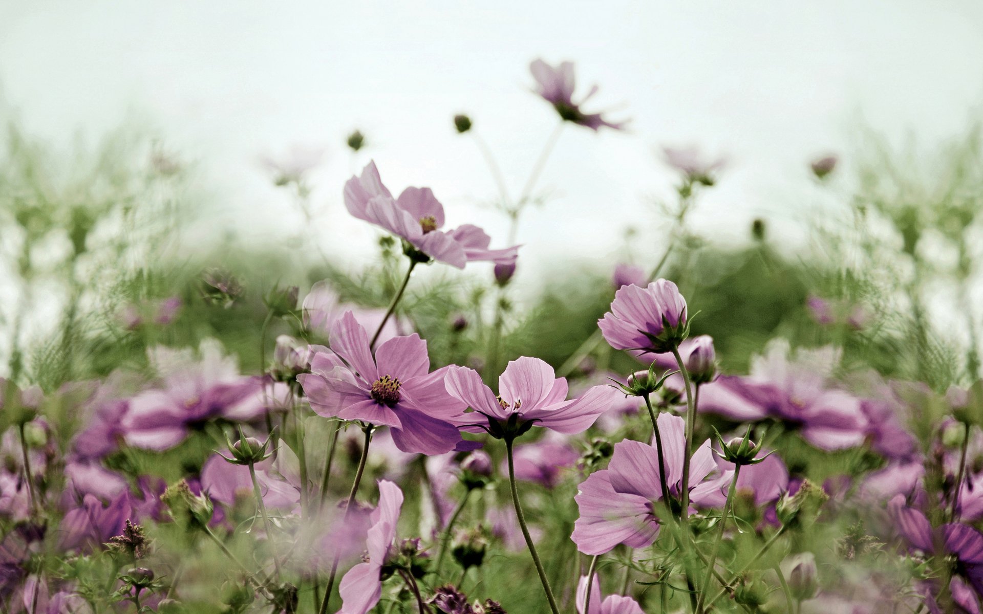 flower field kosmeya pink