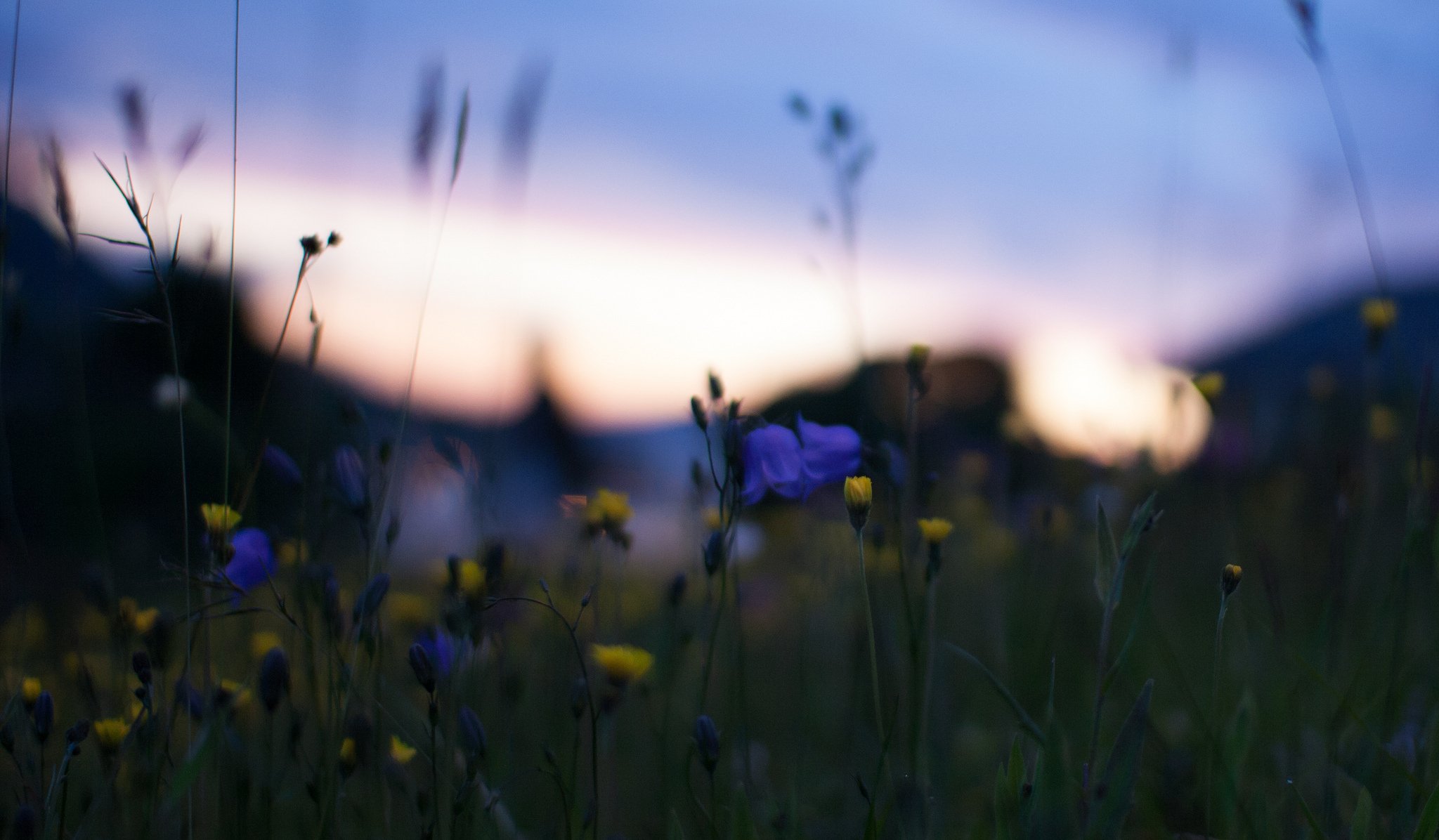 campo giallo blu fiori macro sfocatura luci sera tramonto natura