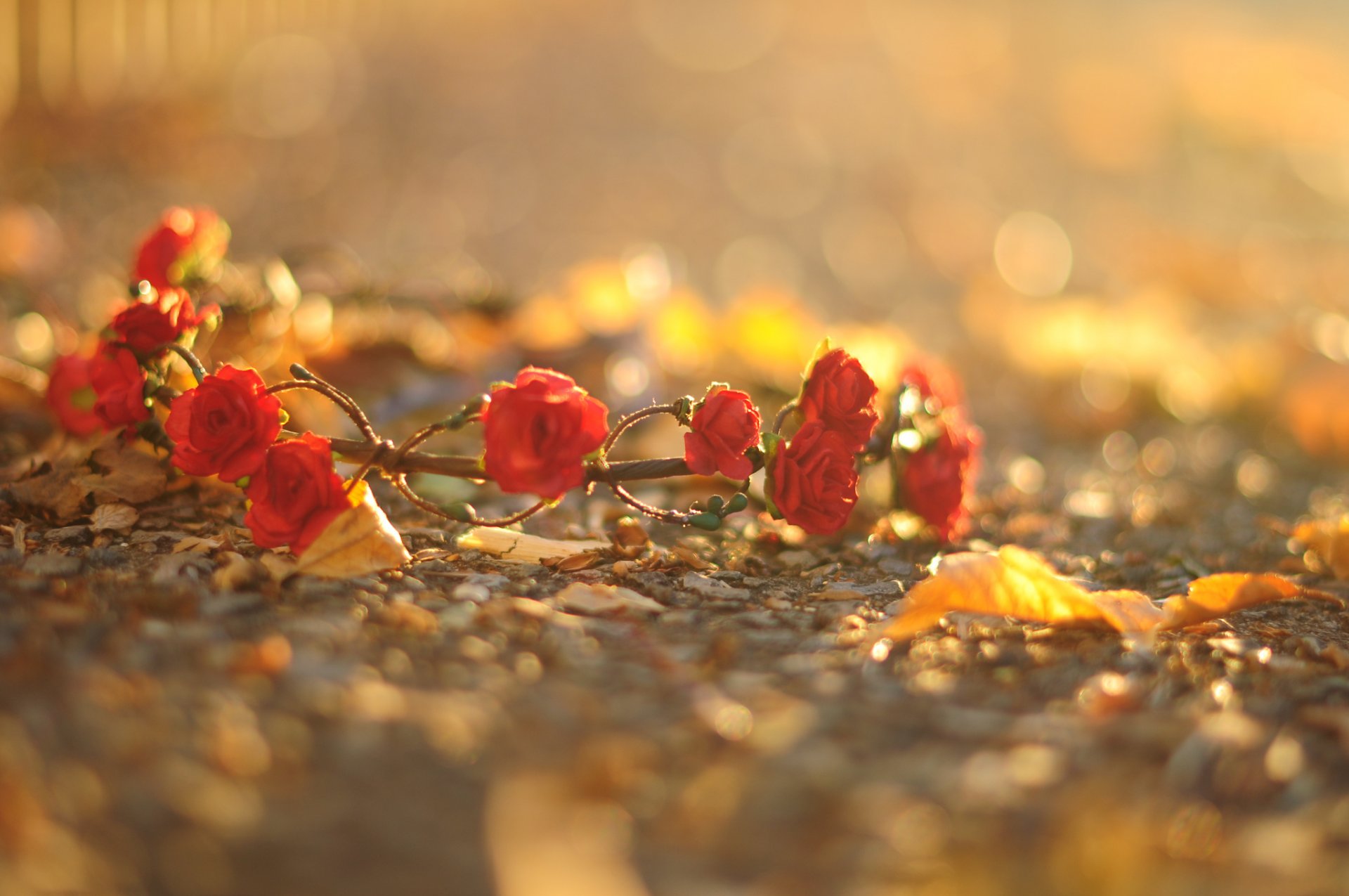 blumen blümchen blume rot rosen kranz blätter makro asphalt erde hintergrund tapete widescreen vollbild widescreen widescreen