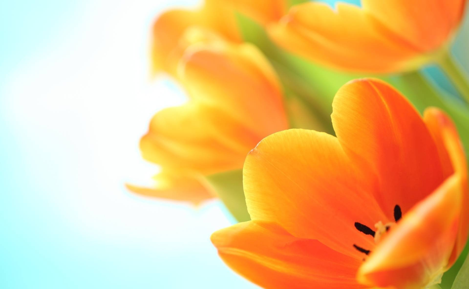 flower orange tulips close up