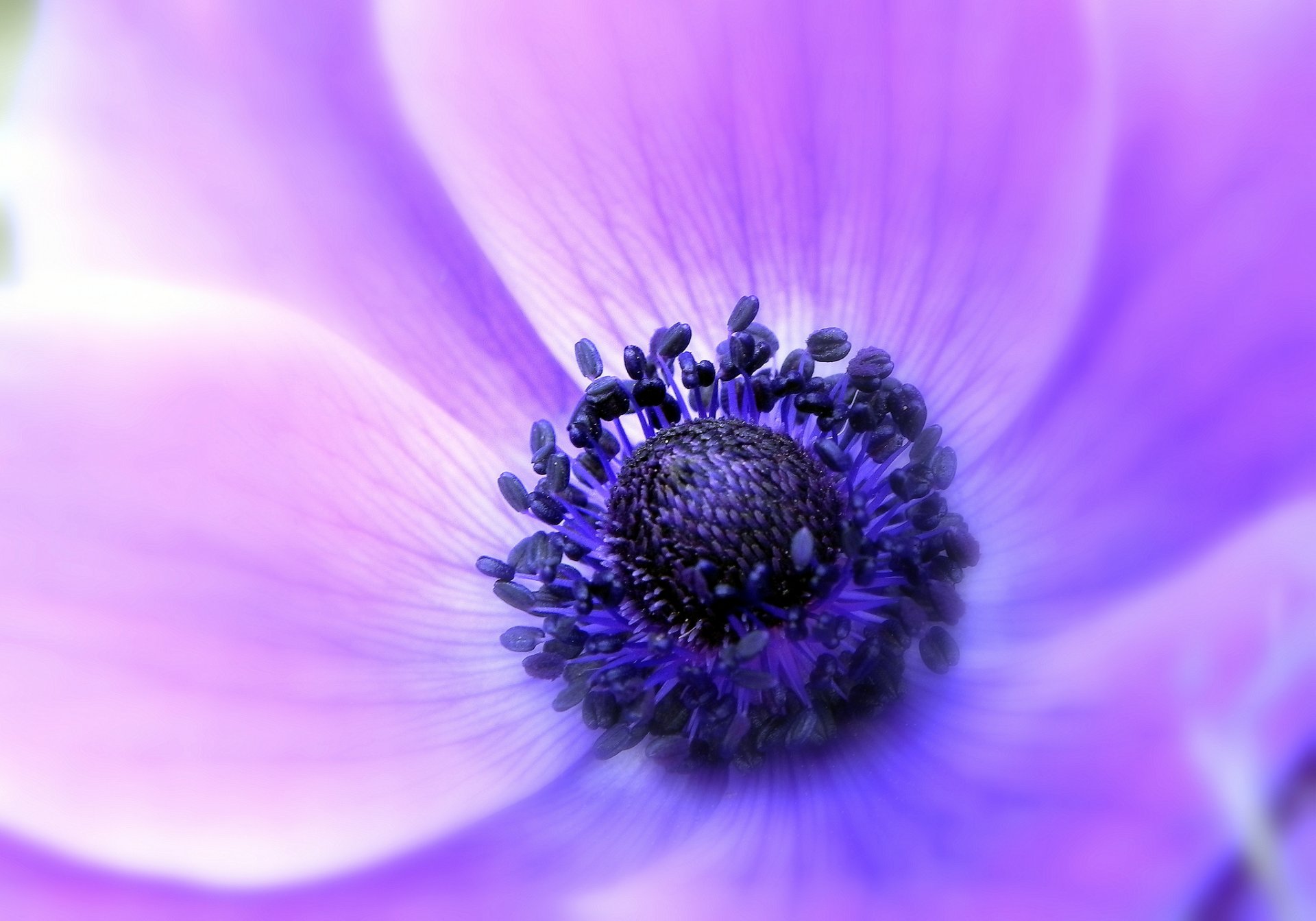 anémona anémona de viento lila flor pétalos ternura macro enfoque