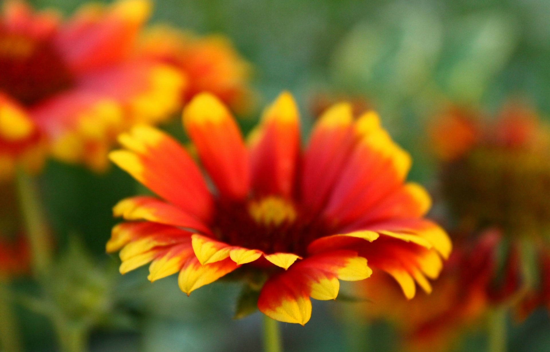 blumen blümchen hell rot gelb makro unschärfe hintergrund tapete bildschirmschoner widescreen