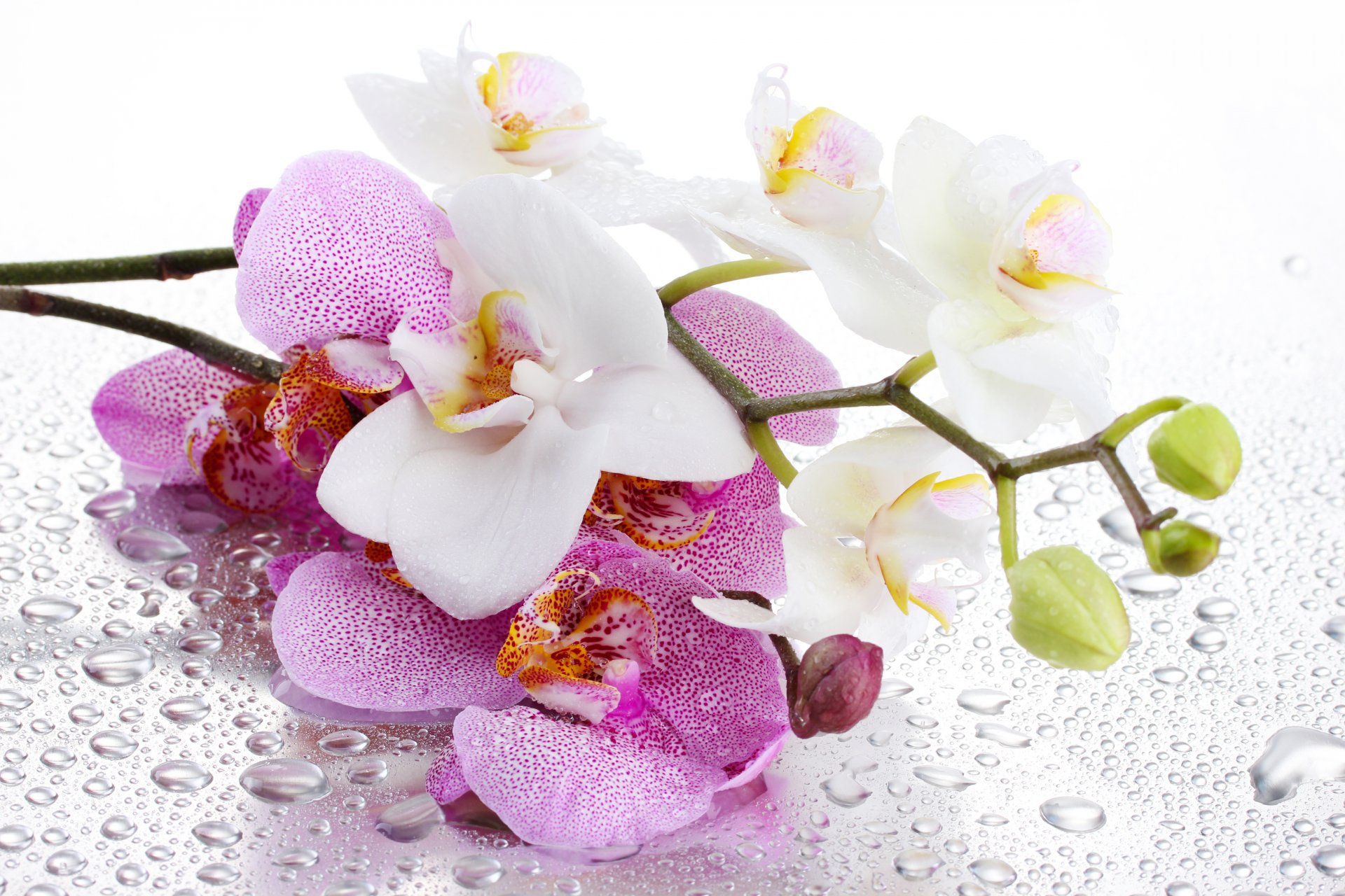 orchidée fleur pétales rose blanc tige eau gouttes ombre fond