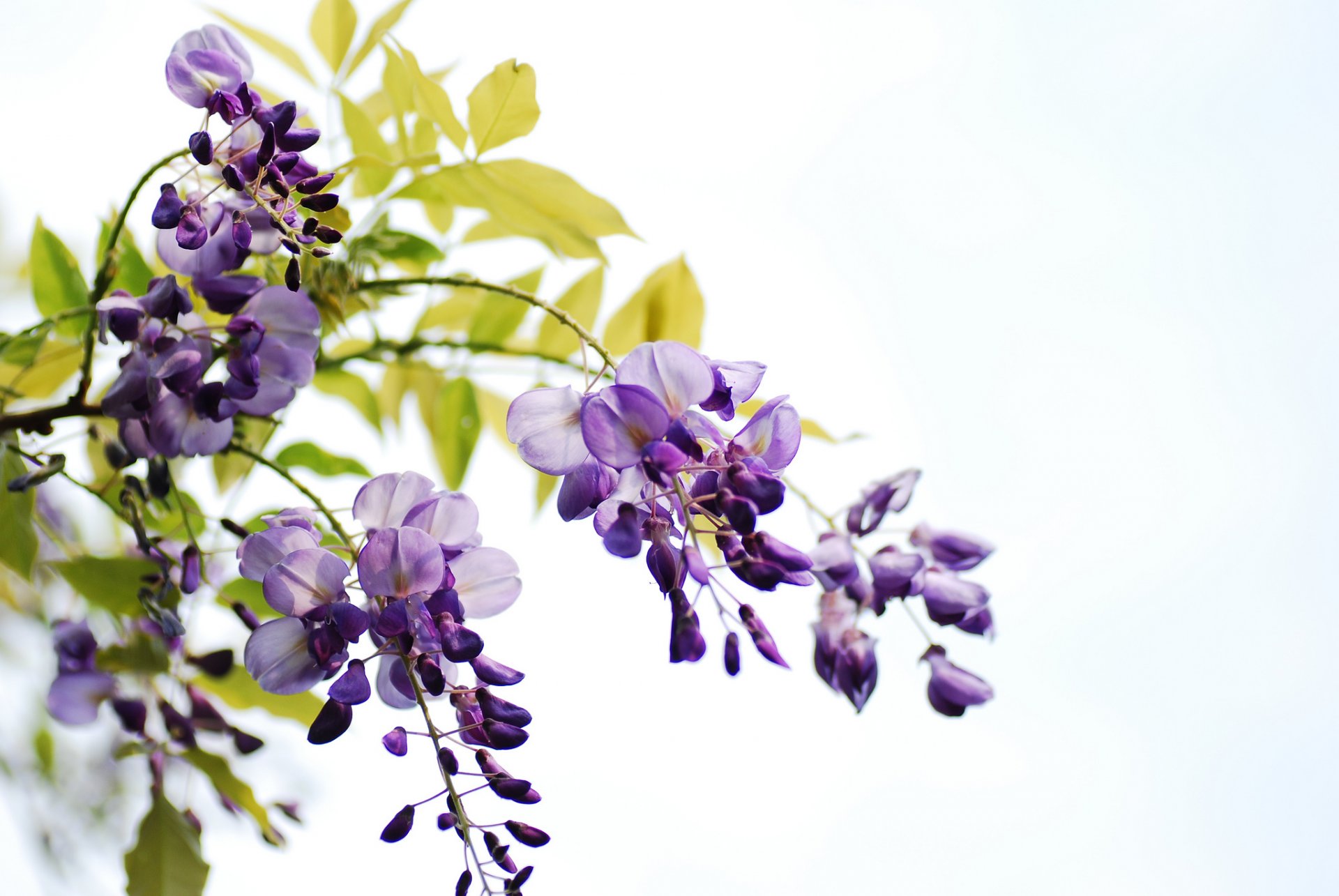 branches leaves flower clusters glycine white background