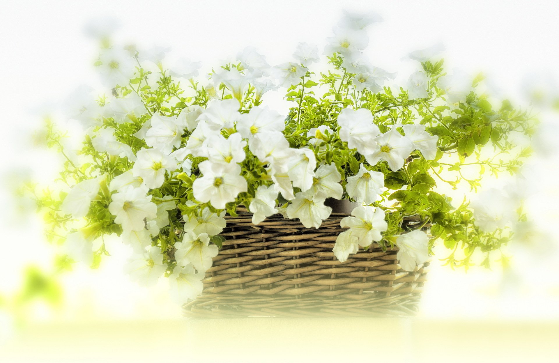 hopping flower white petunia