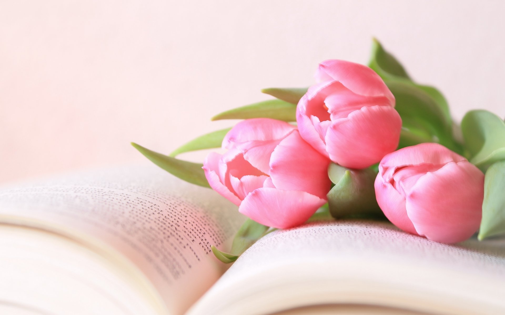 blumen tulpen buch