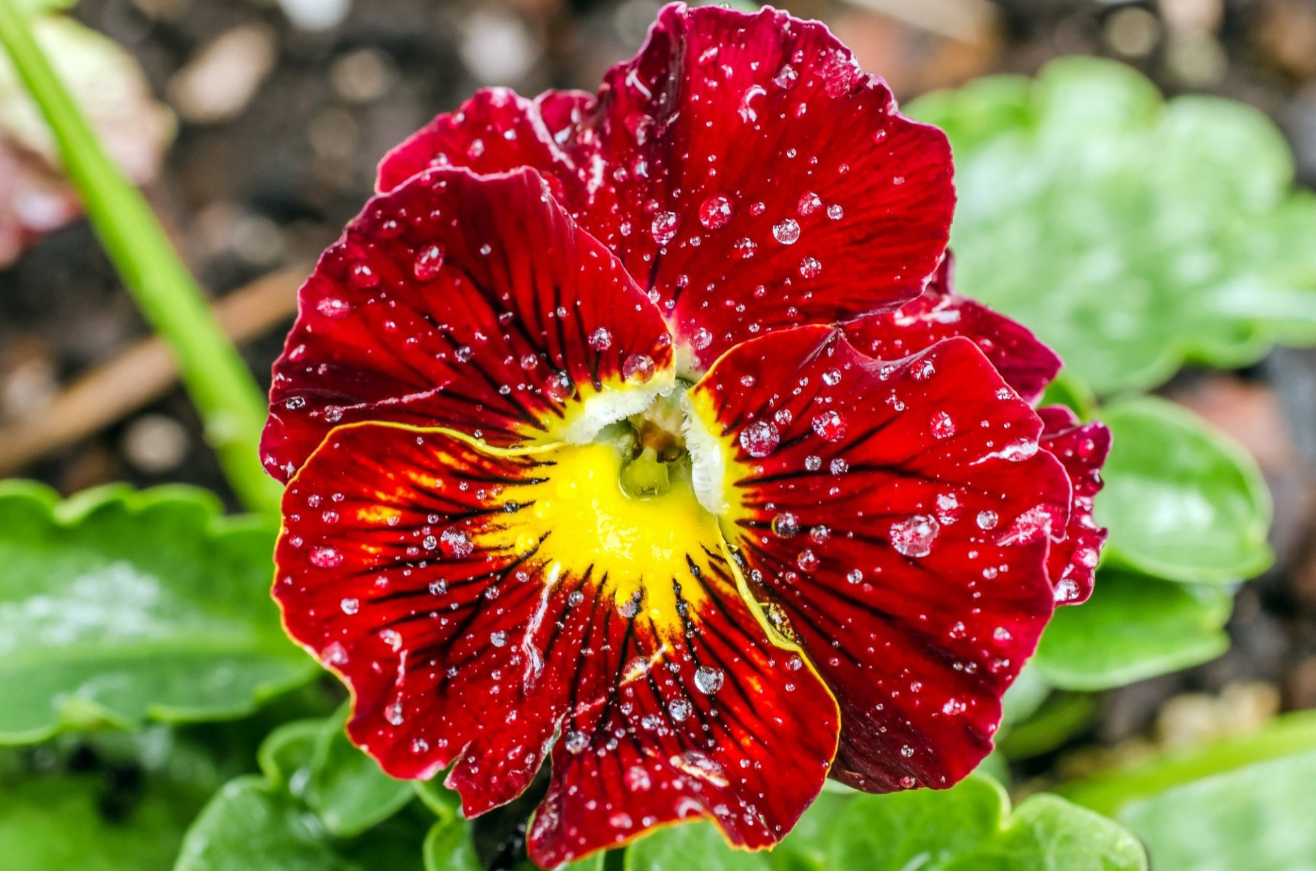 rouge pétales eau gouttes rosée gros plan pensées