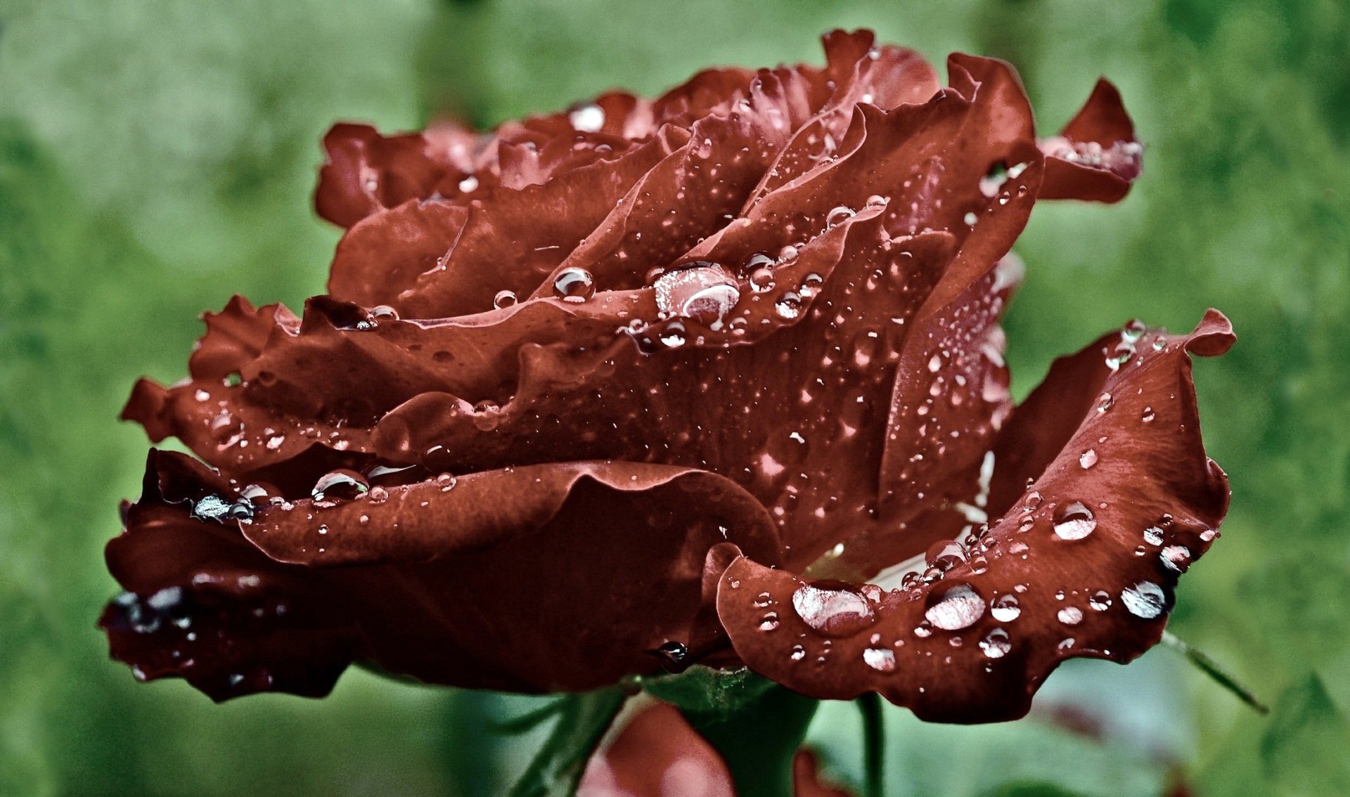 red rose petals drops water rosa close up