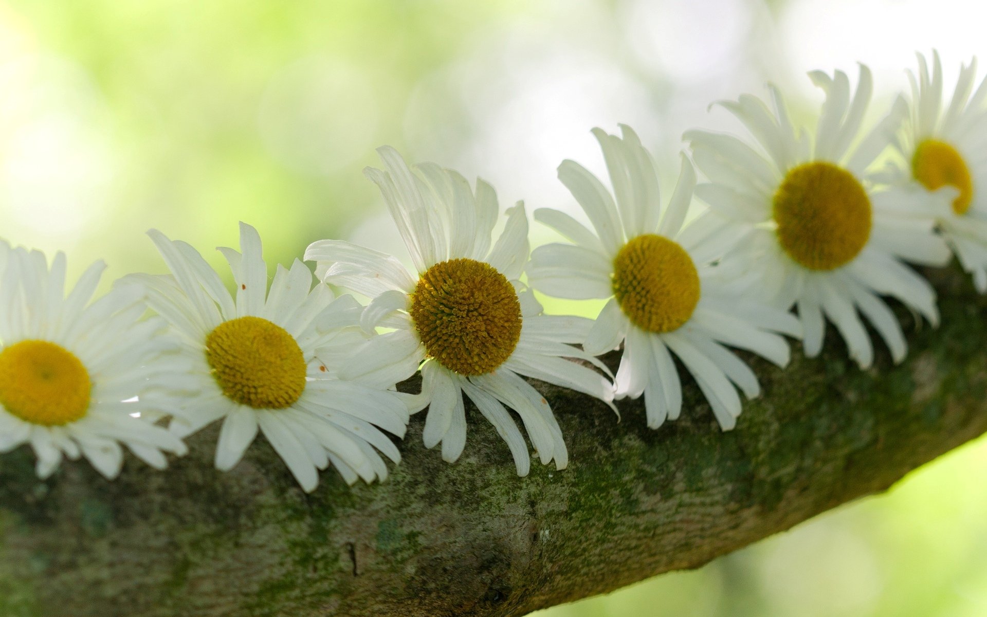 fiori fiori margherite albero corteccia sfocatura sfondo carta da parati widescreen schermo intero widescreen widescreen