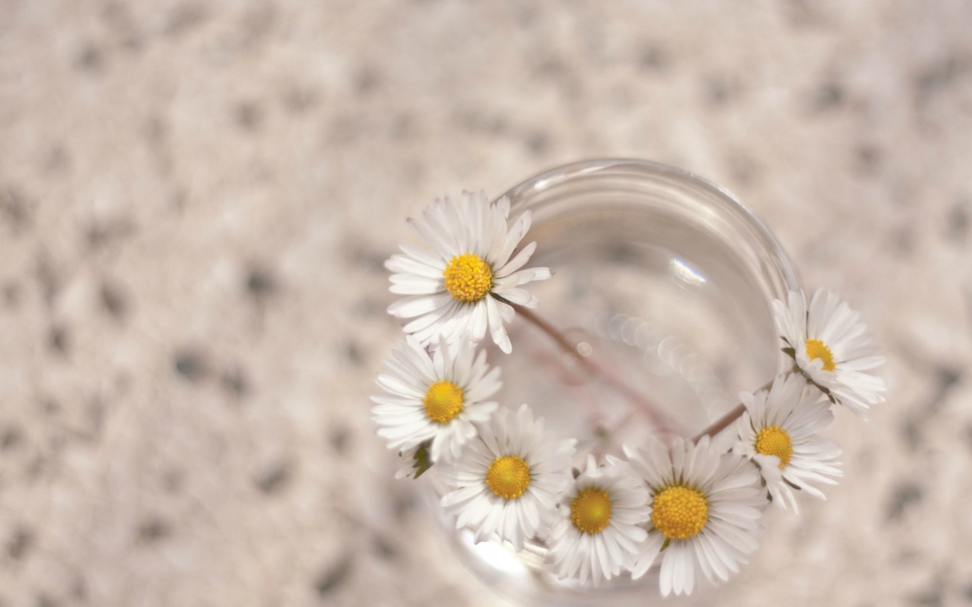 flowers flowers daisies white macro background wallpaper widescreen fullscreen