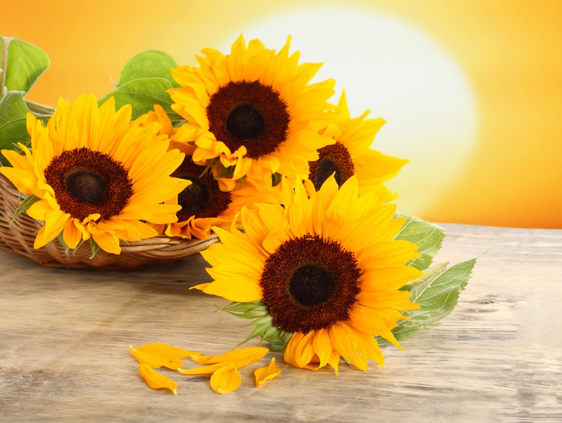 tournesols fleurs jaune pétales panier table