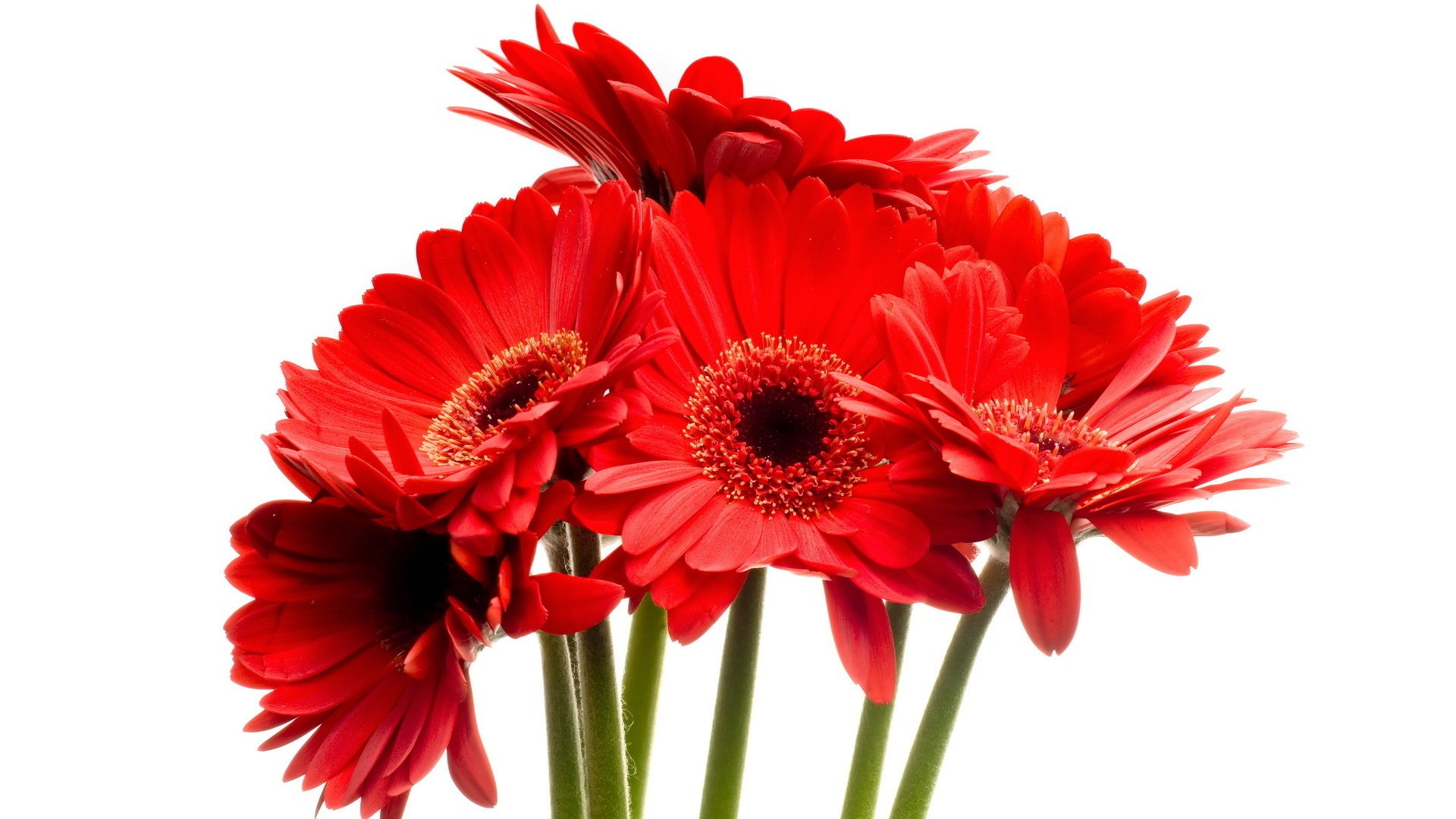 gerbera bouquet fleurs rouges