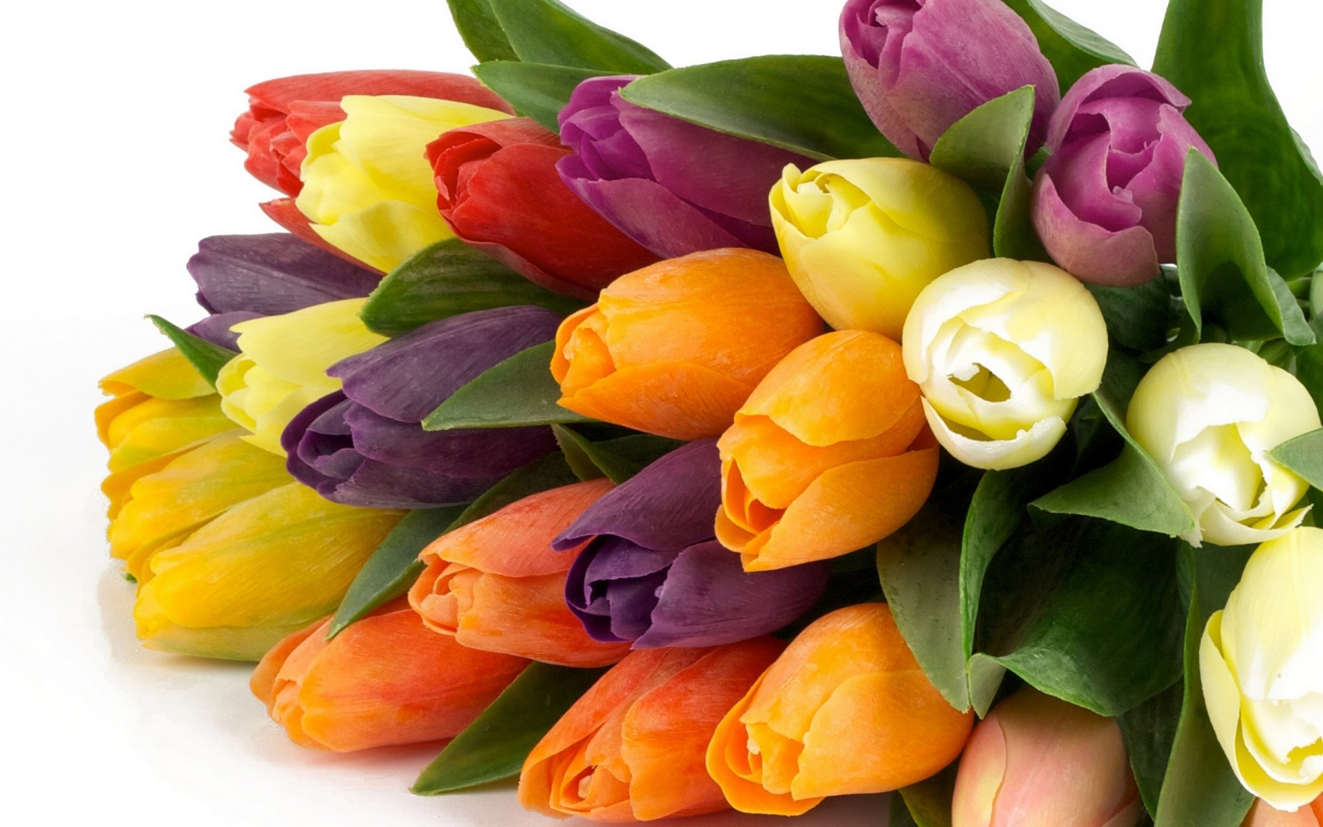 flowers tulips beautiful flower bouquet tulip spring nature