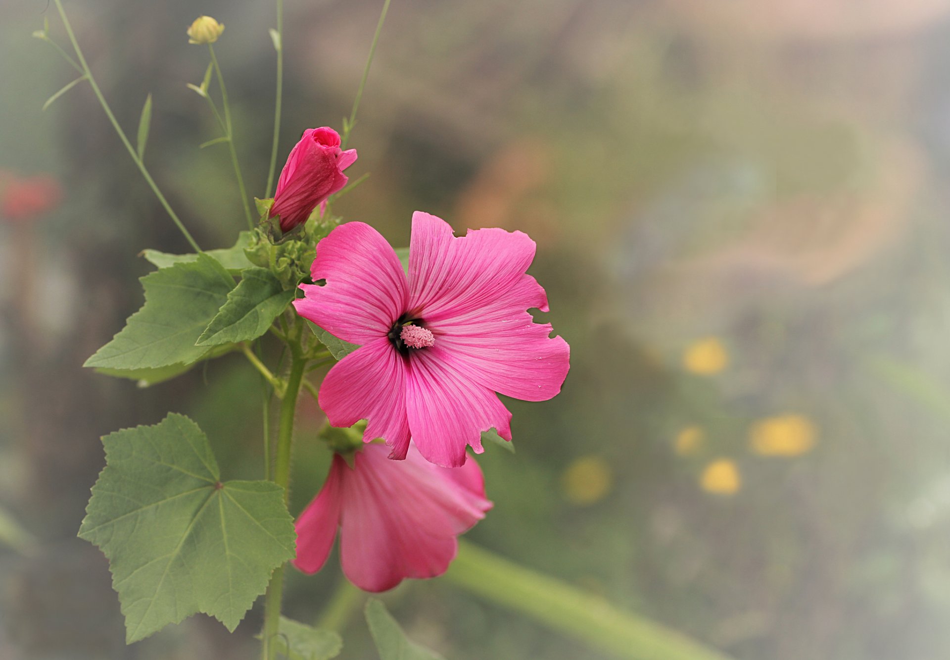 flower pink mallow background