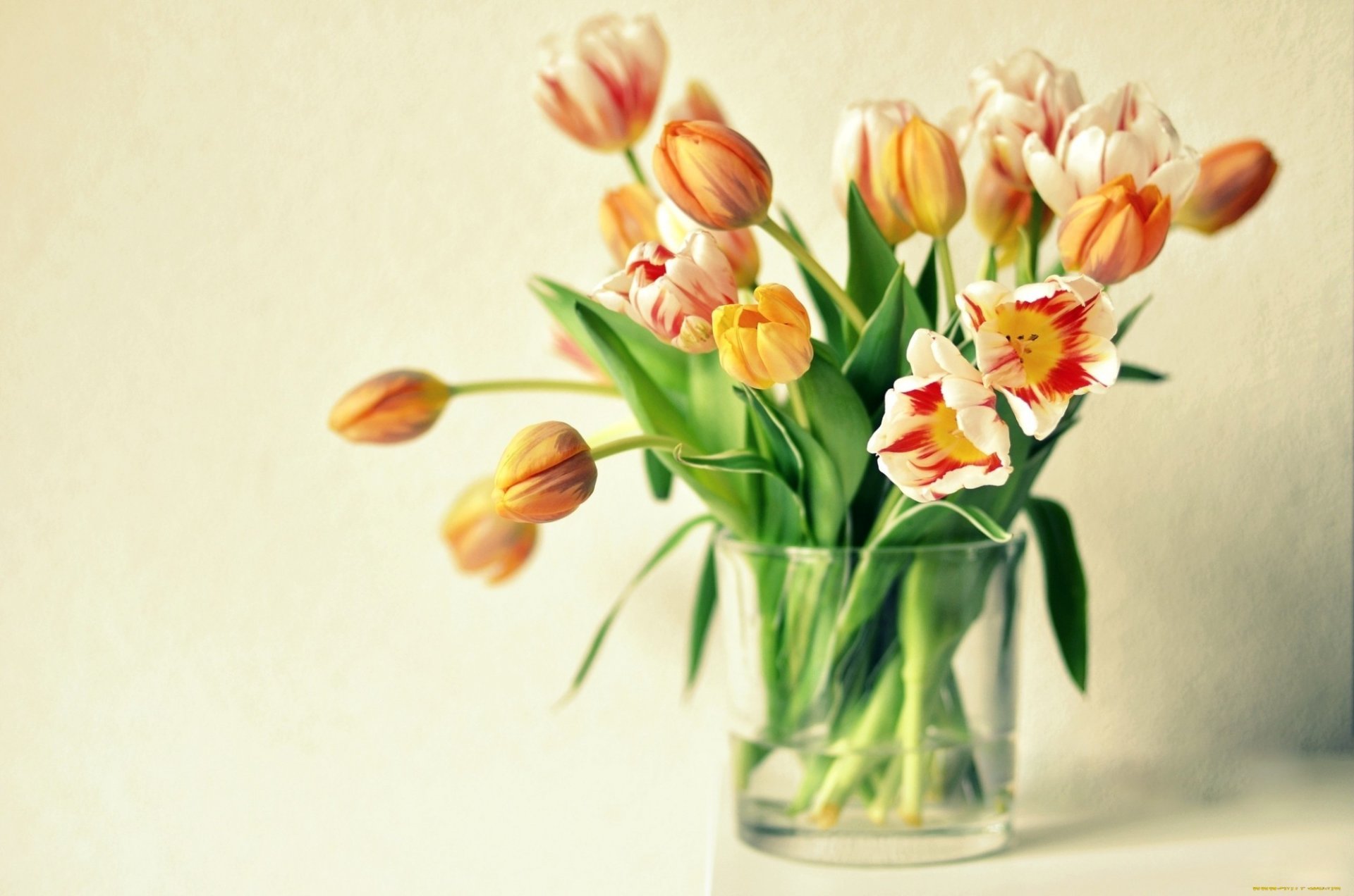 tulpen blumen vase orange