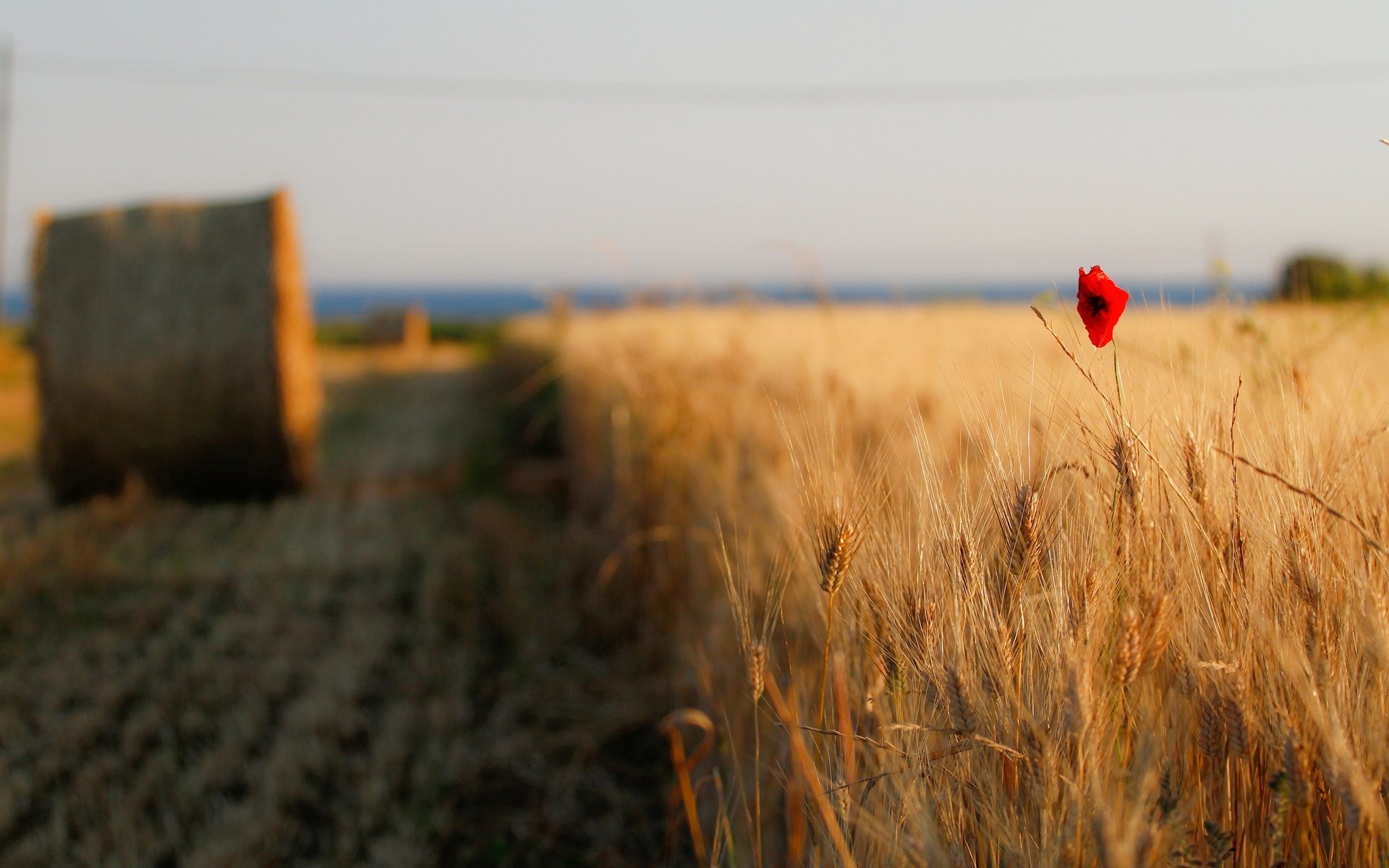 fiori fiore papavero rosso spighe spighette grano segale campo sentiero sentiero fieno pagliaio cielo sfondo carta da parati widescreen schermo intero widescreen widescreen