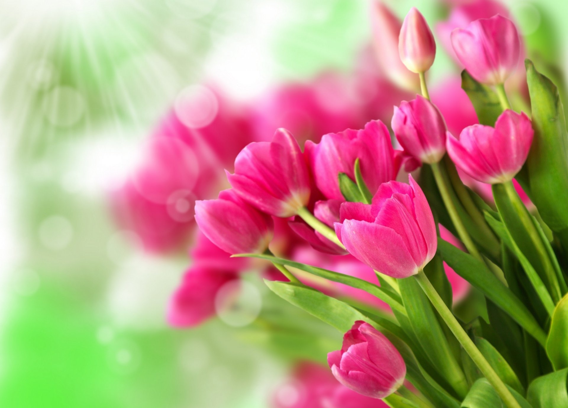 flower bouquet tulips pink