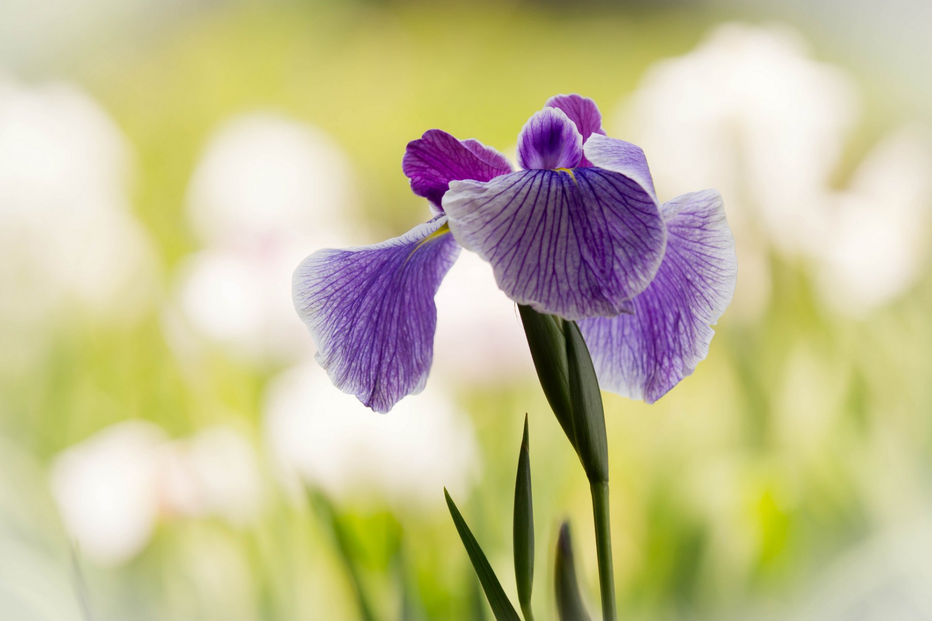 iris lilas feuilles fond