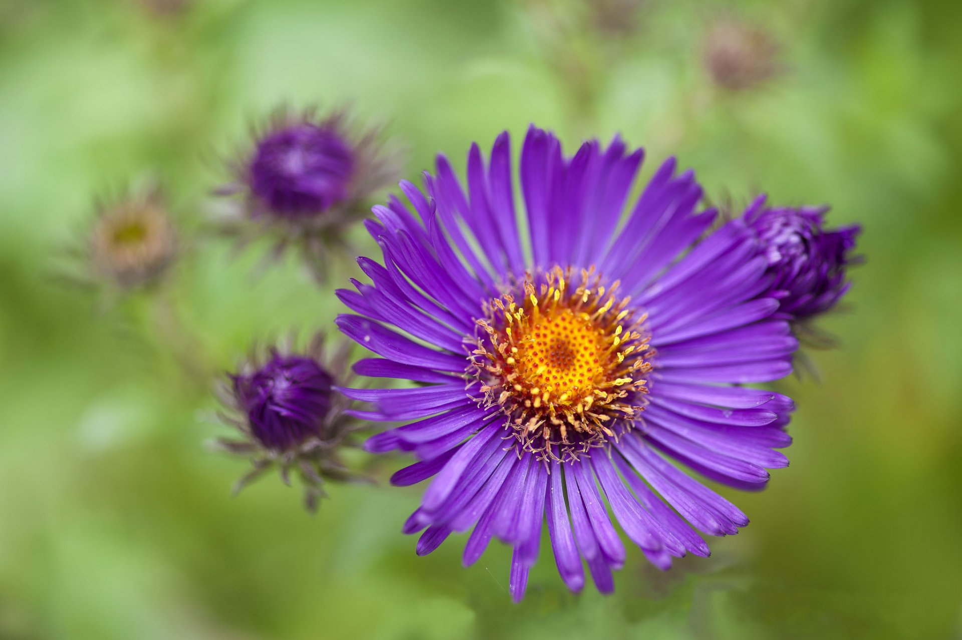 aster purple buds background