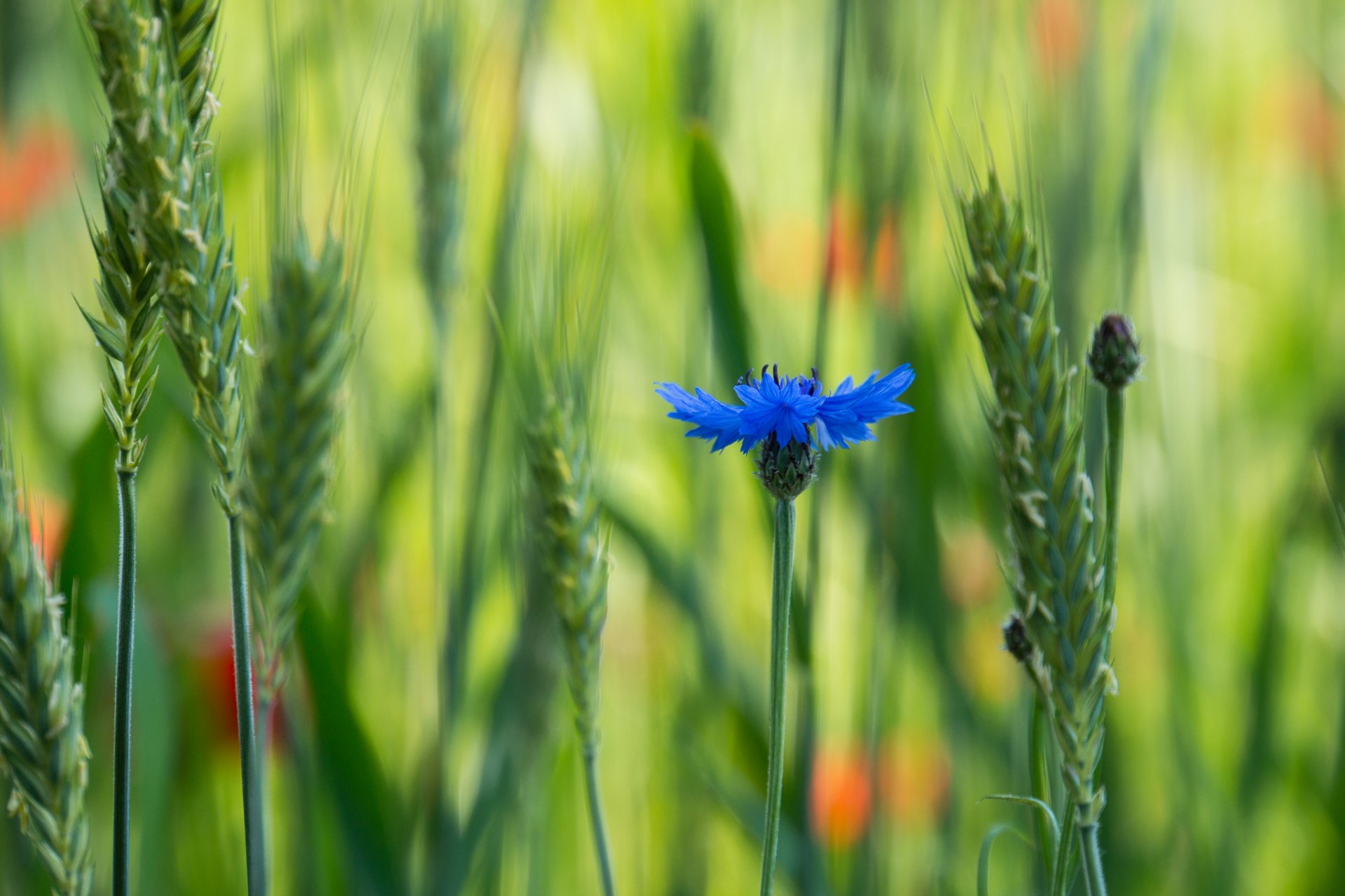 haaransatz blau blume feld makro unschärfe