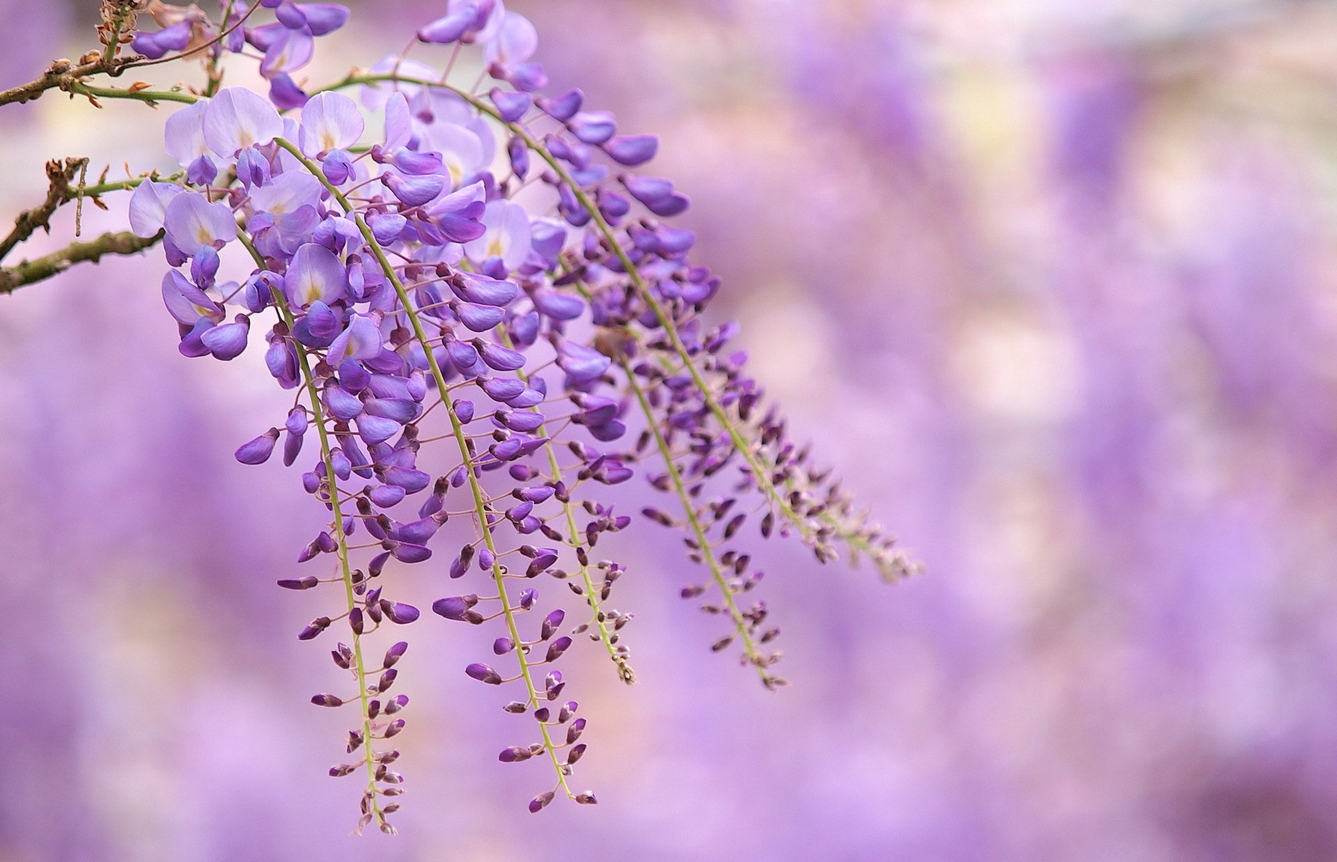 zweig blumen flieder glyzinien