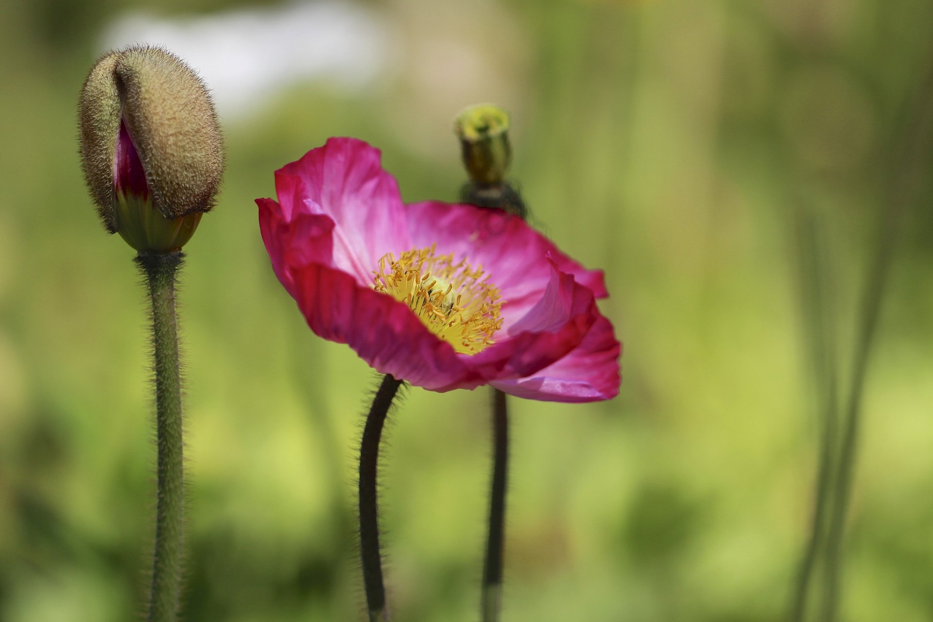 bud flower pink poppy background