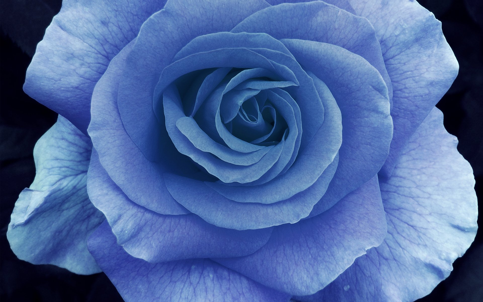 rosa macro pétalos azul