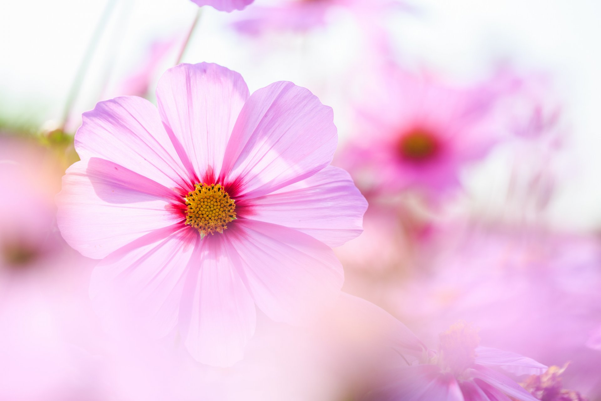 cosmea rosa flores pétalos macro ternura desenfoque