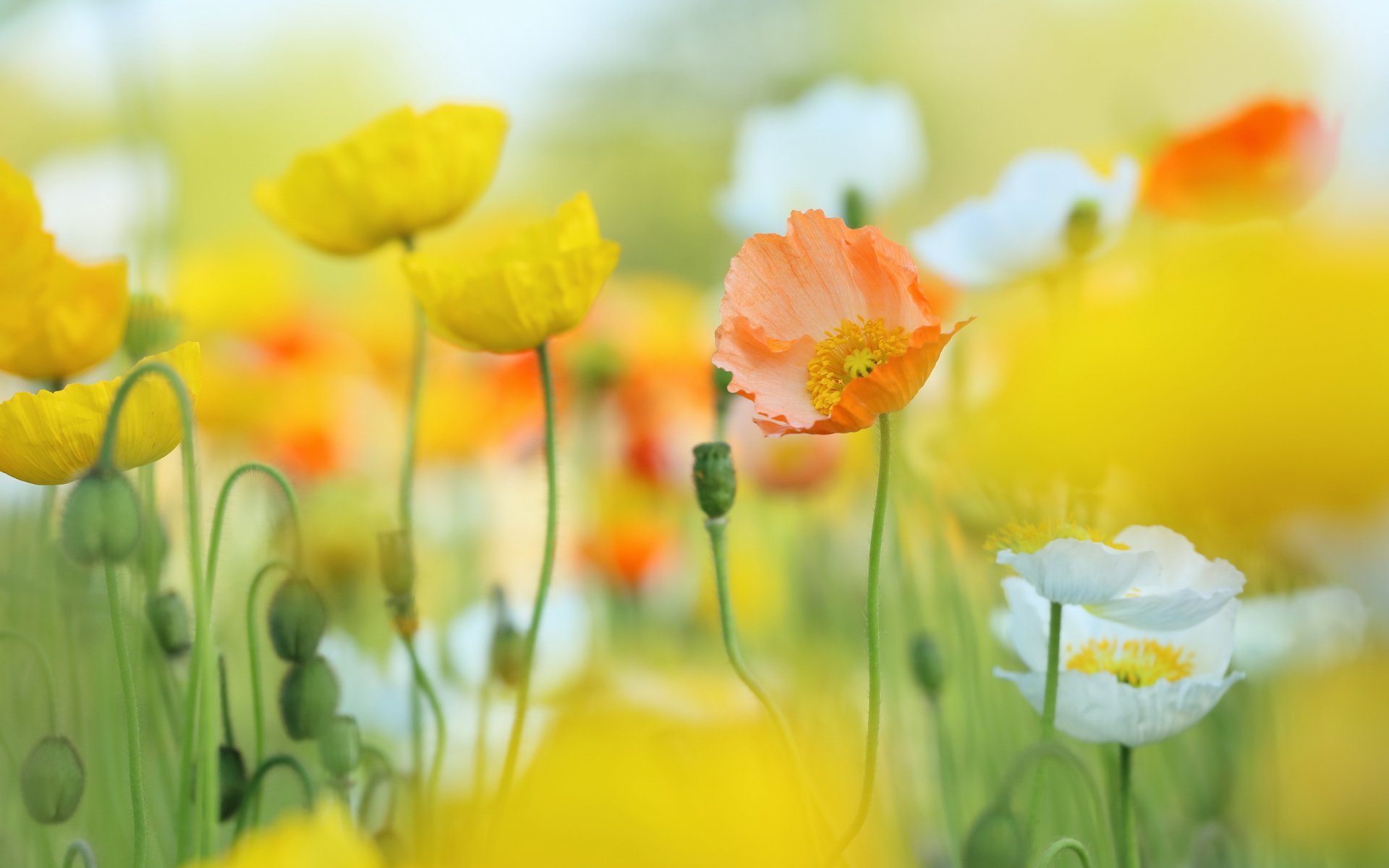 fleurs coquelicots nature fond