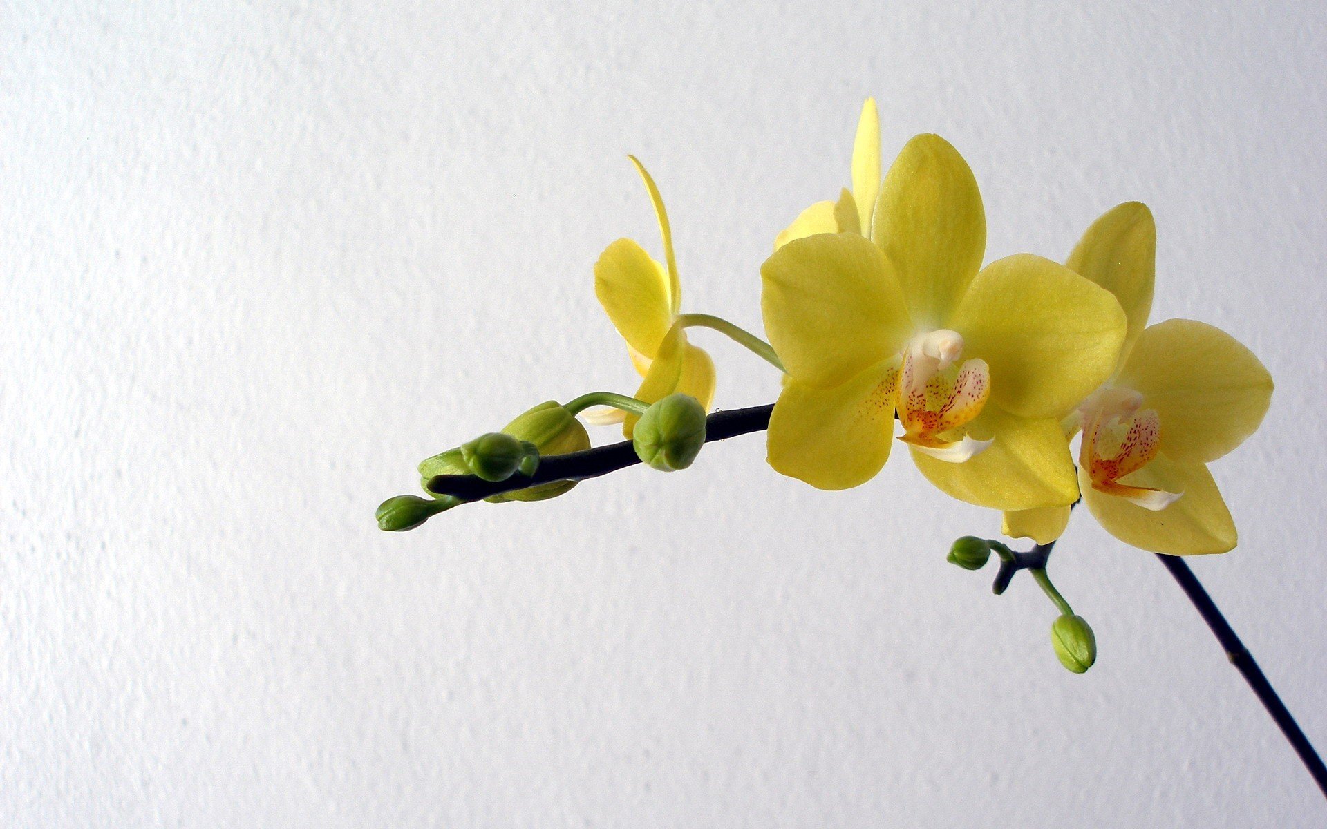 orchidées fleurs jaune pétales