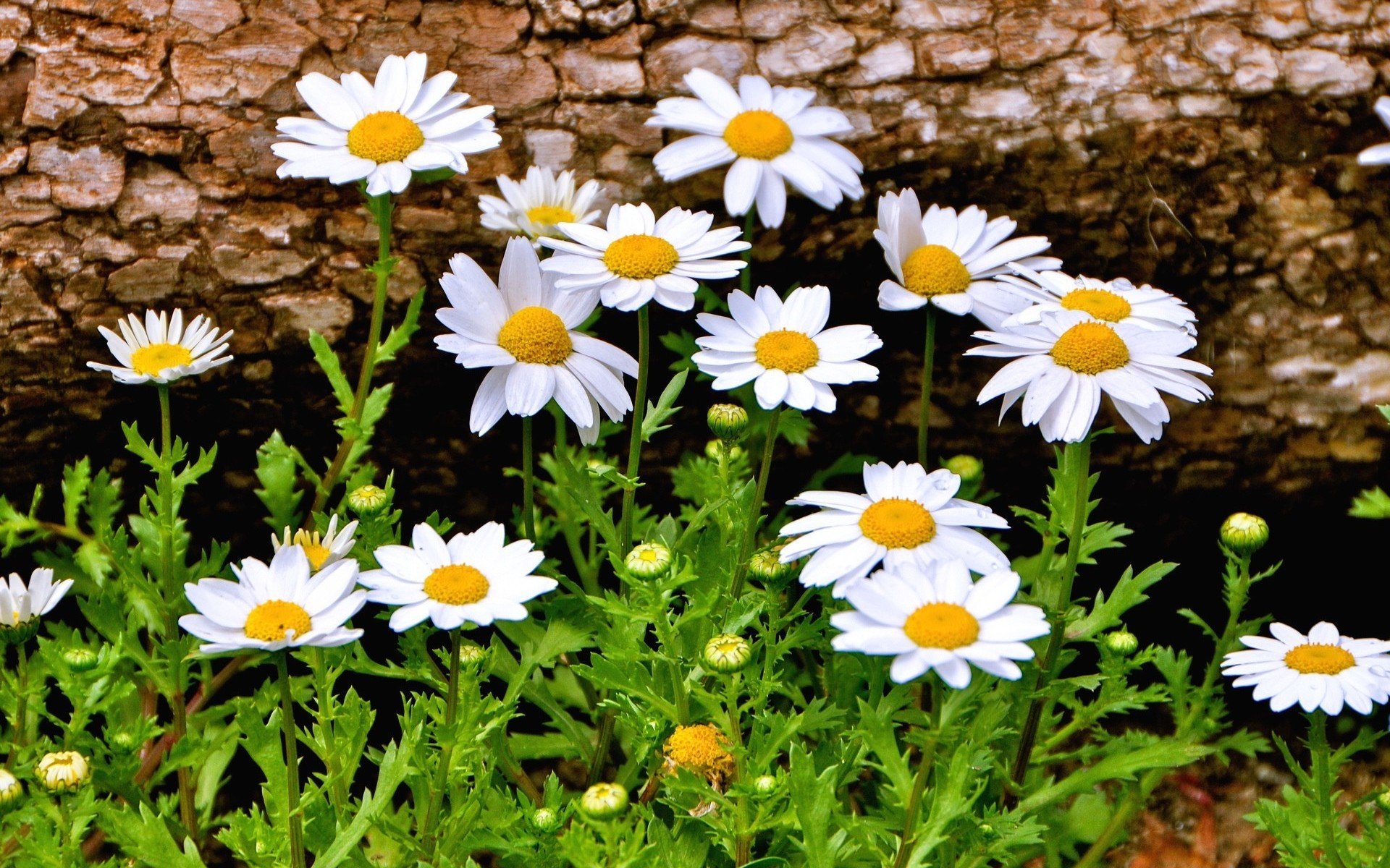 flower flowers chamomile daisy beautiful background wallpaper widescreen full screen hd wallpapers fullscreen