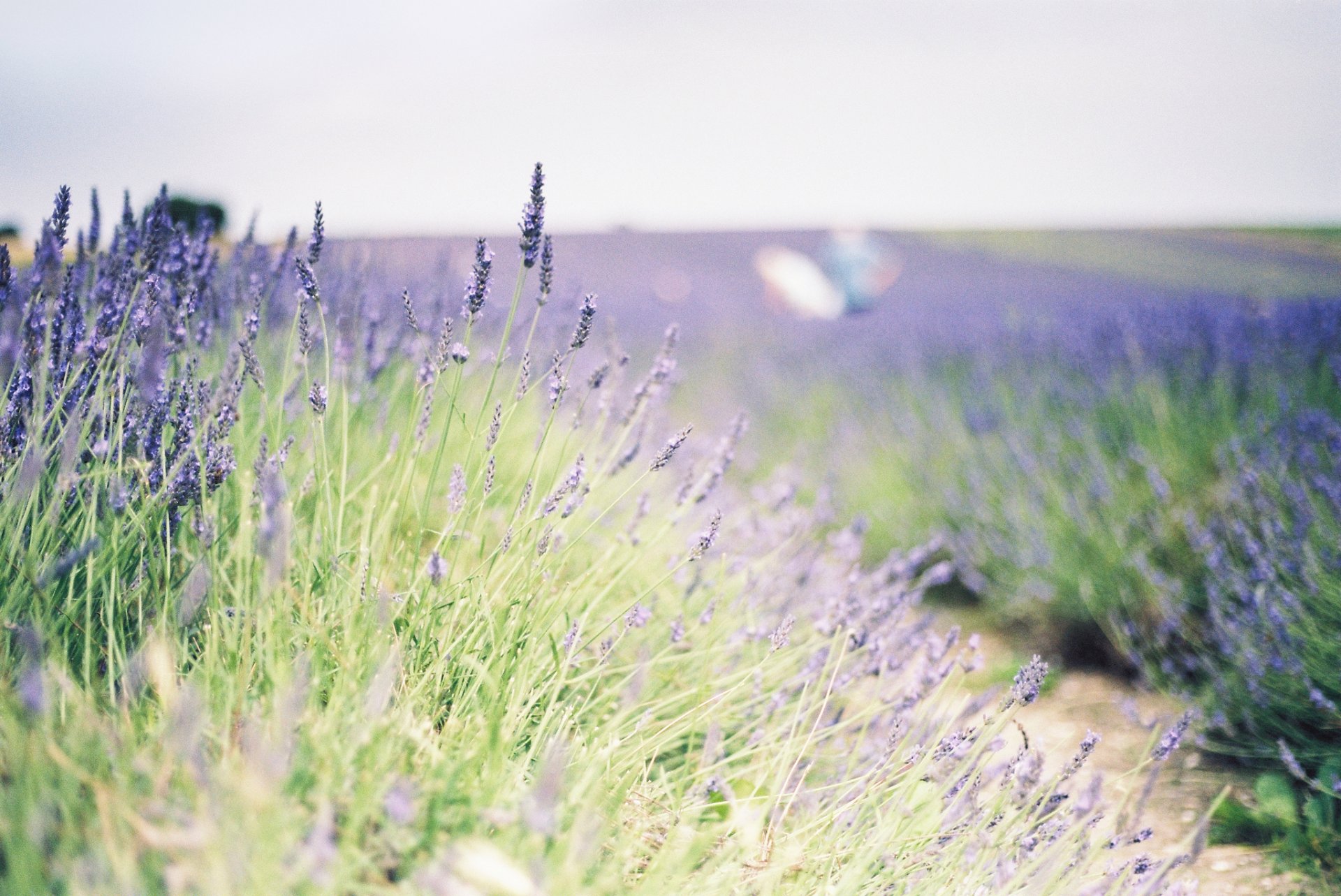 flower flowers lavender the field plant green background wallpaper widescreen full screen hd wallpapers fullscreen