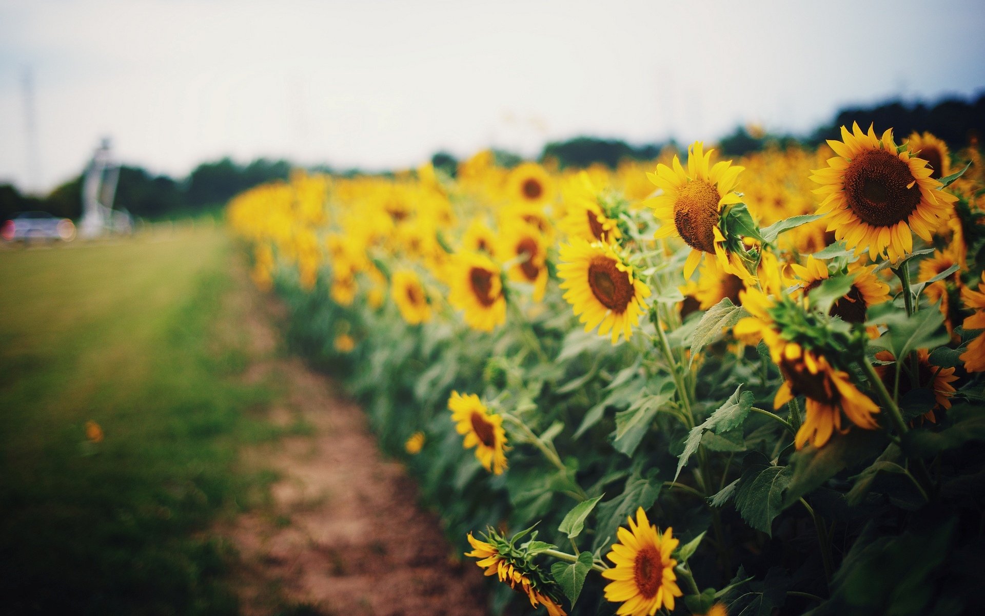 flores flores flor girasol girasoles amarillo brillante girasol hojas hojas hojas campo campos camino hierba vegetación desenfoque fondo papel pintado pantalla panorámica pantalla completa pantalla panorámica pantalla completa pantalla completa