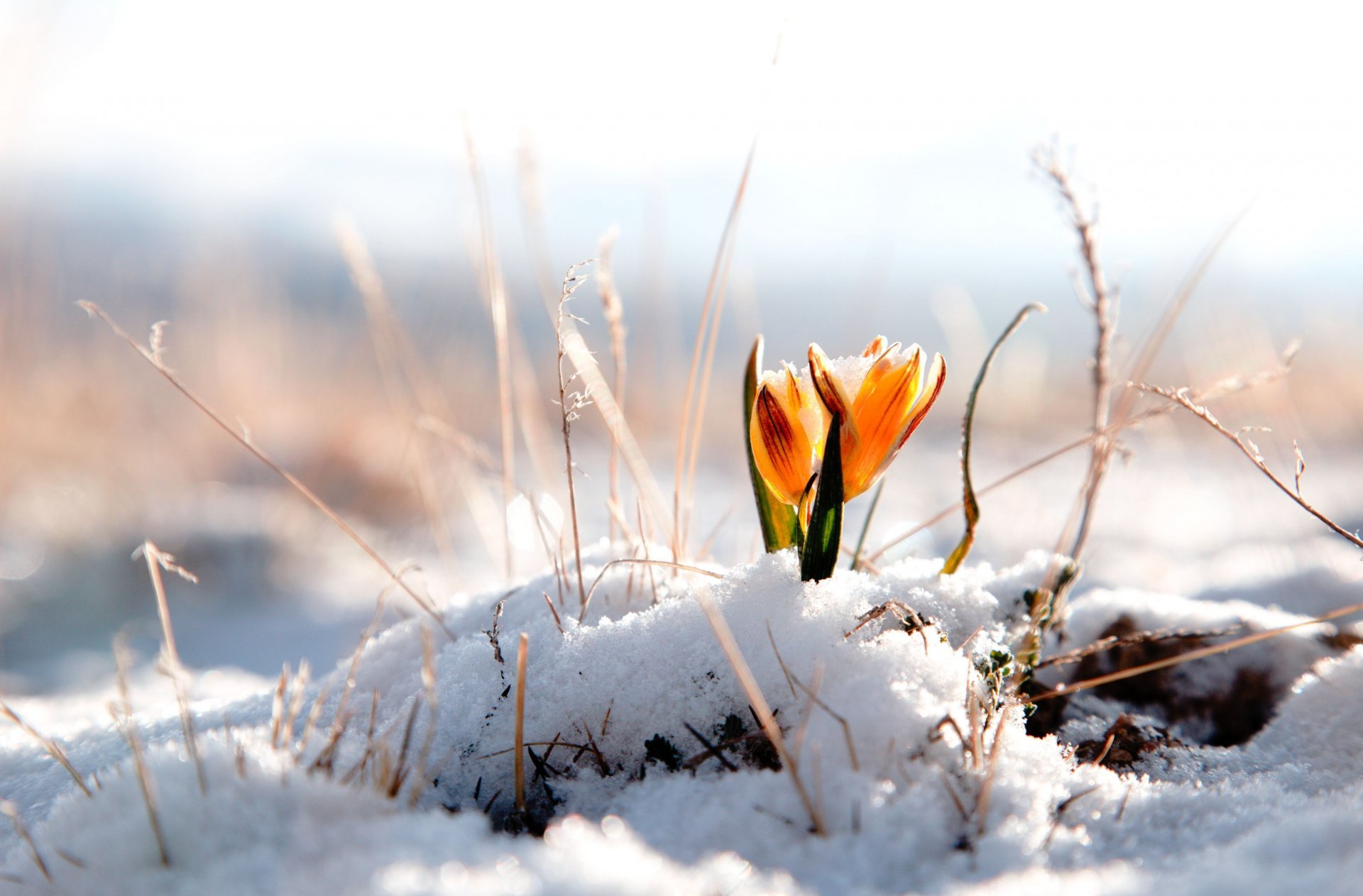 fiori fiore fiore inverno neve sfondo inverno carta da parati widescreen schermo intero widescreen