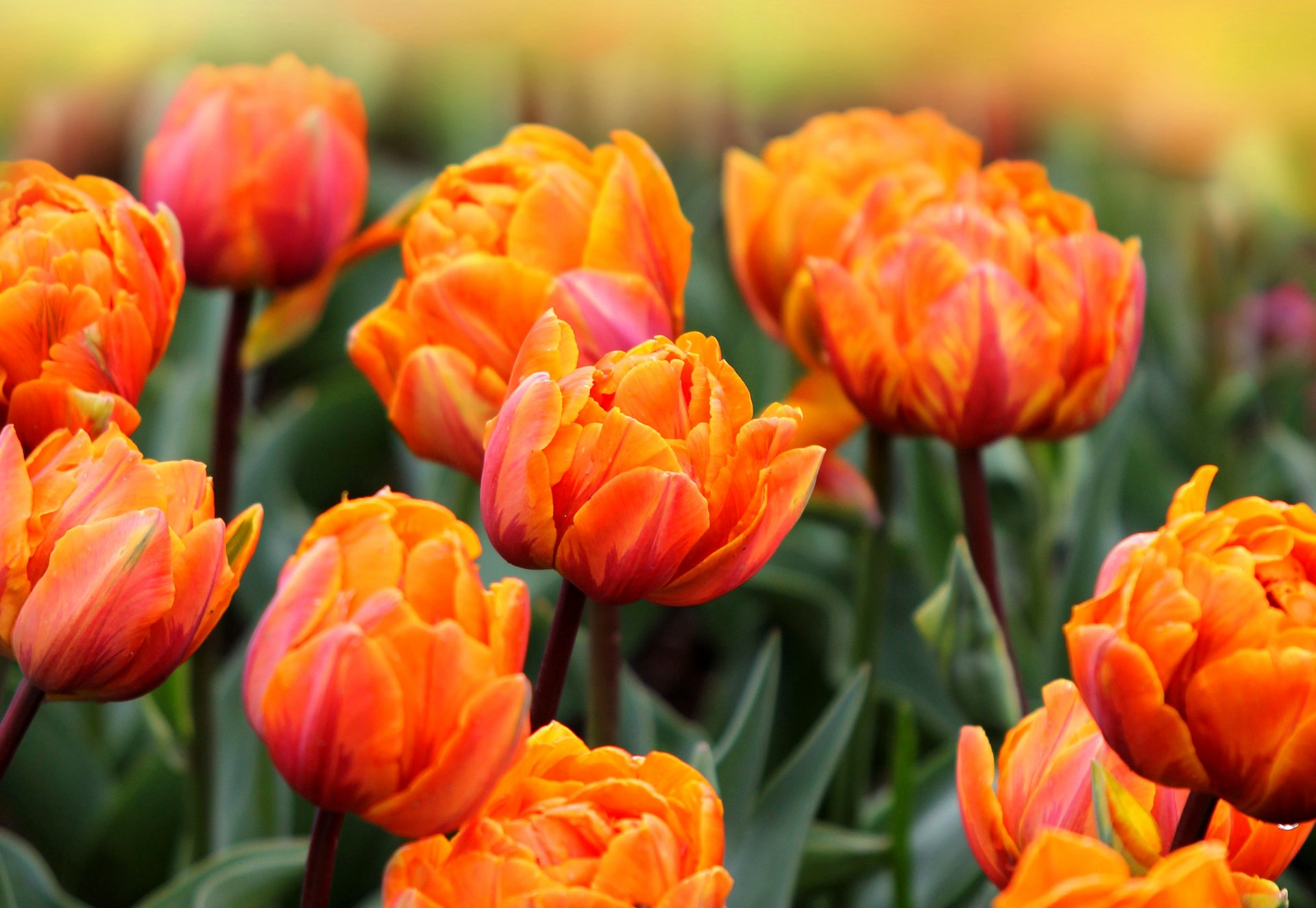 tulips orange red leaves flower the field spring